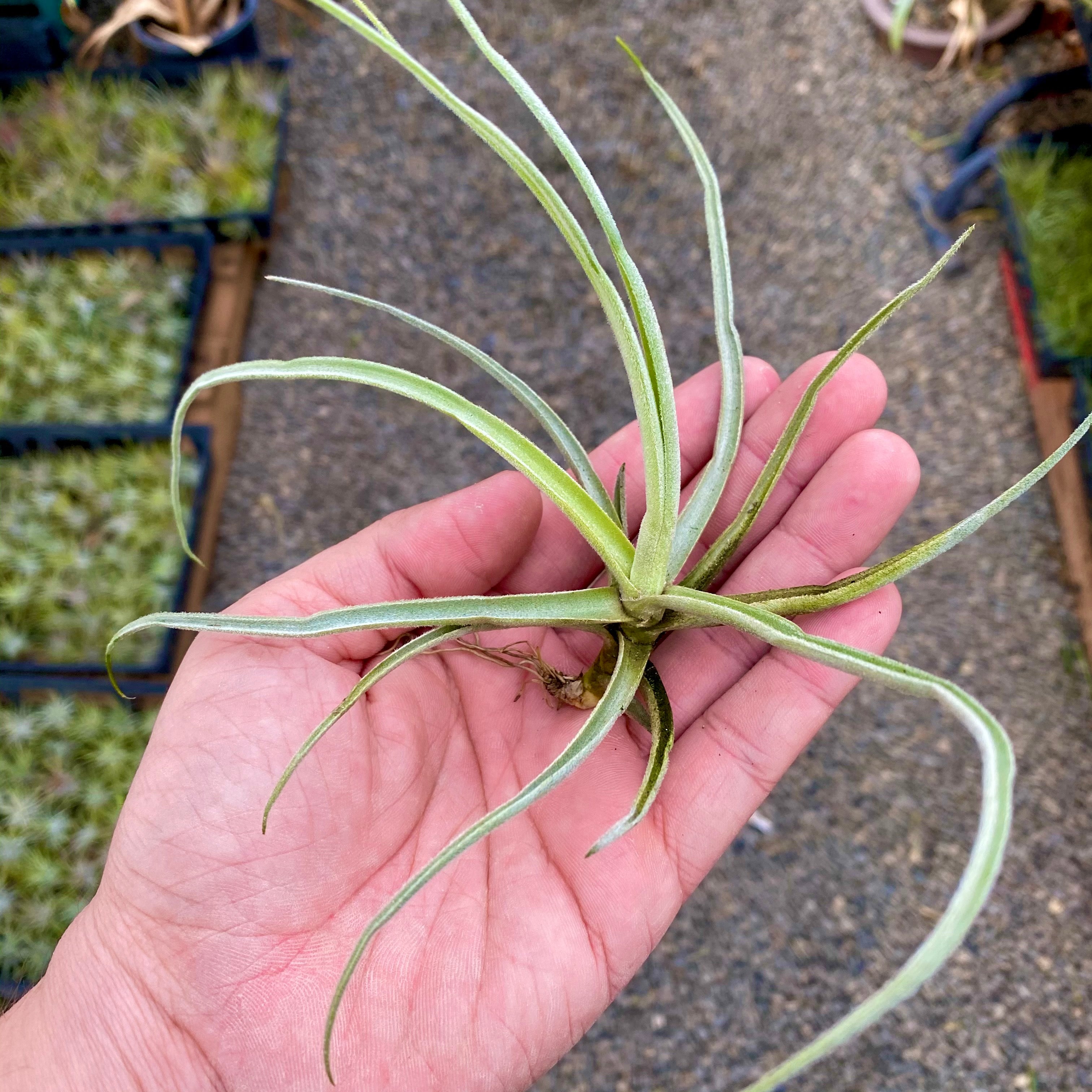 air plant species Streptocarpa (Fragrant When In Bloom) Regular (Pictured)