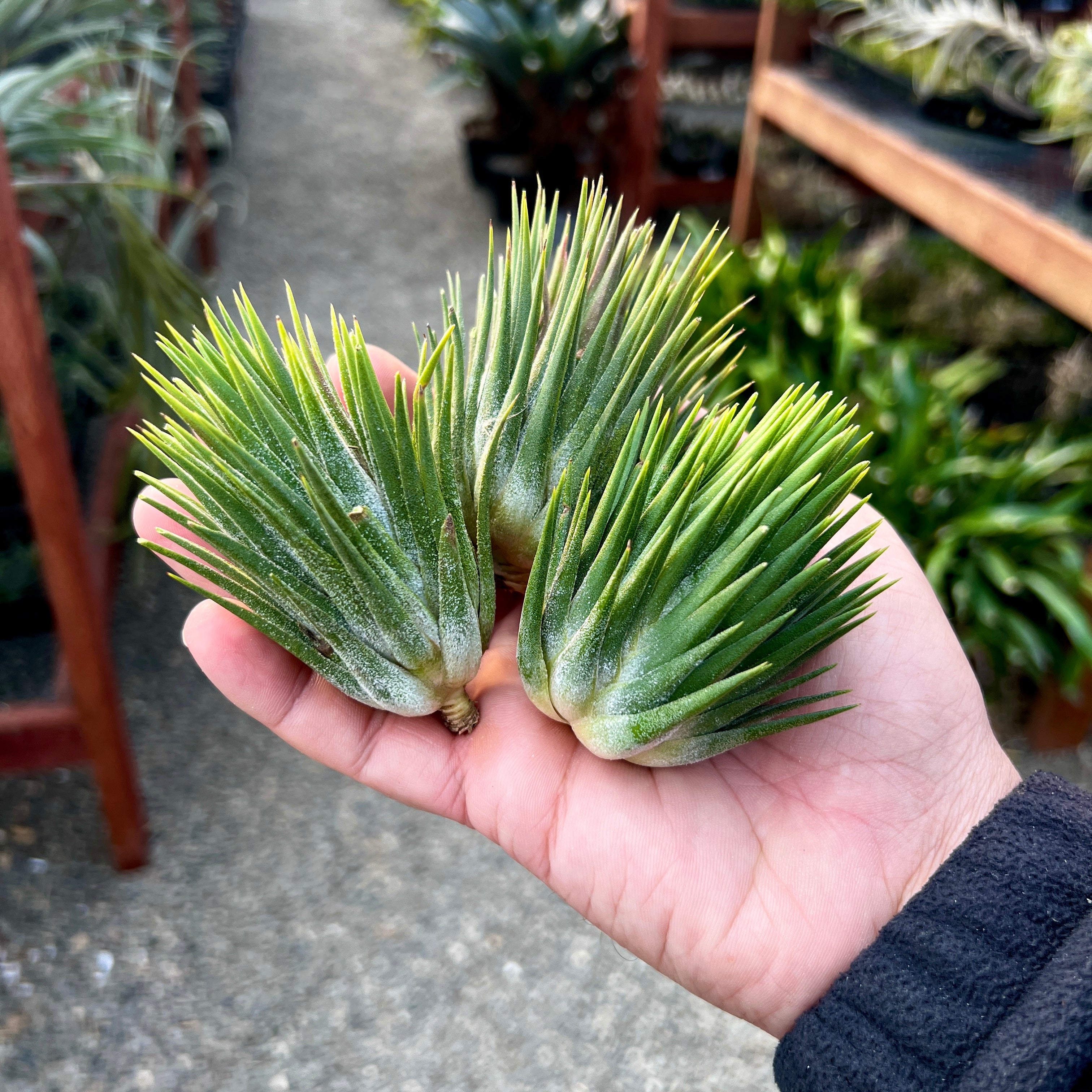 Tillandsia Ionantha Hand Grenade Air Plant Rare