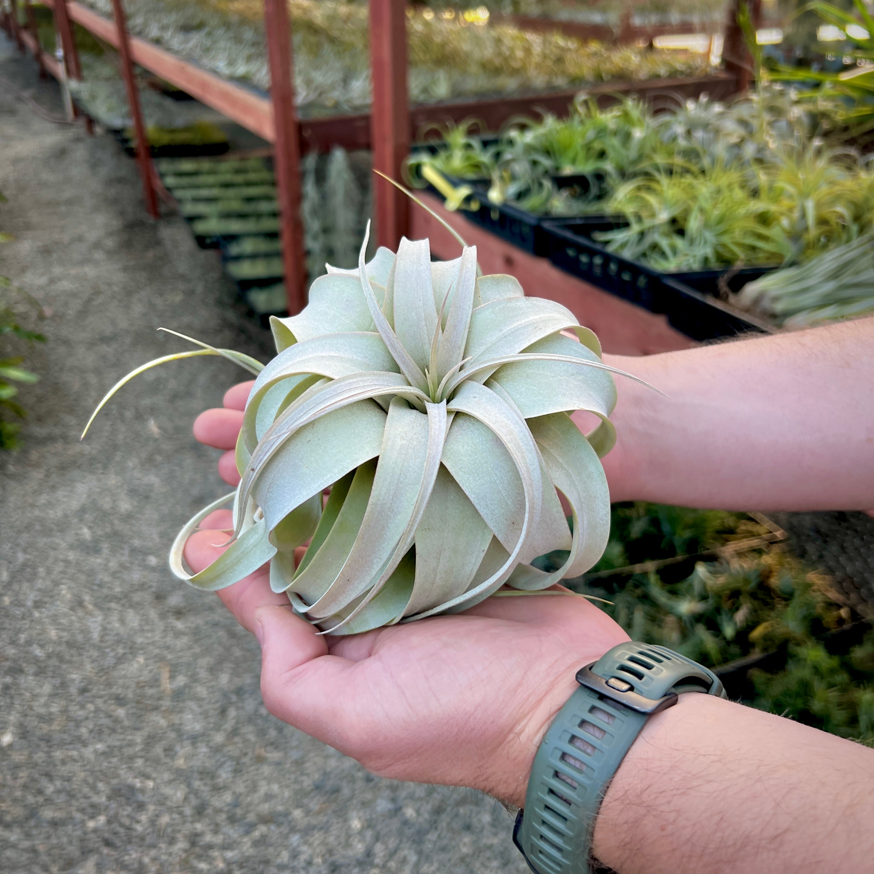 air plants for sale ebay Xerographica Thick Leaf Form Queen of the Air Plants For Sale Medium