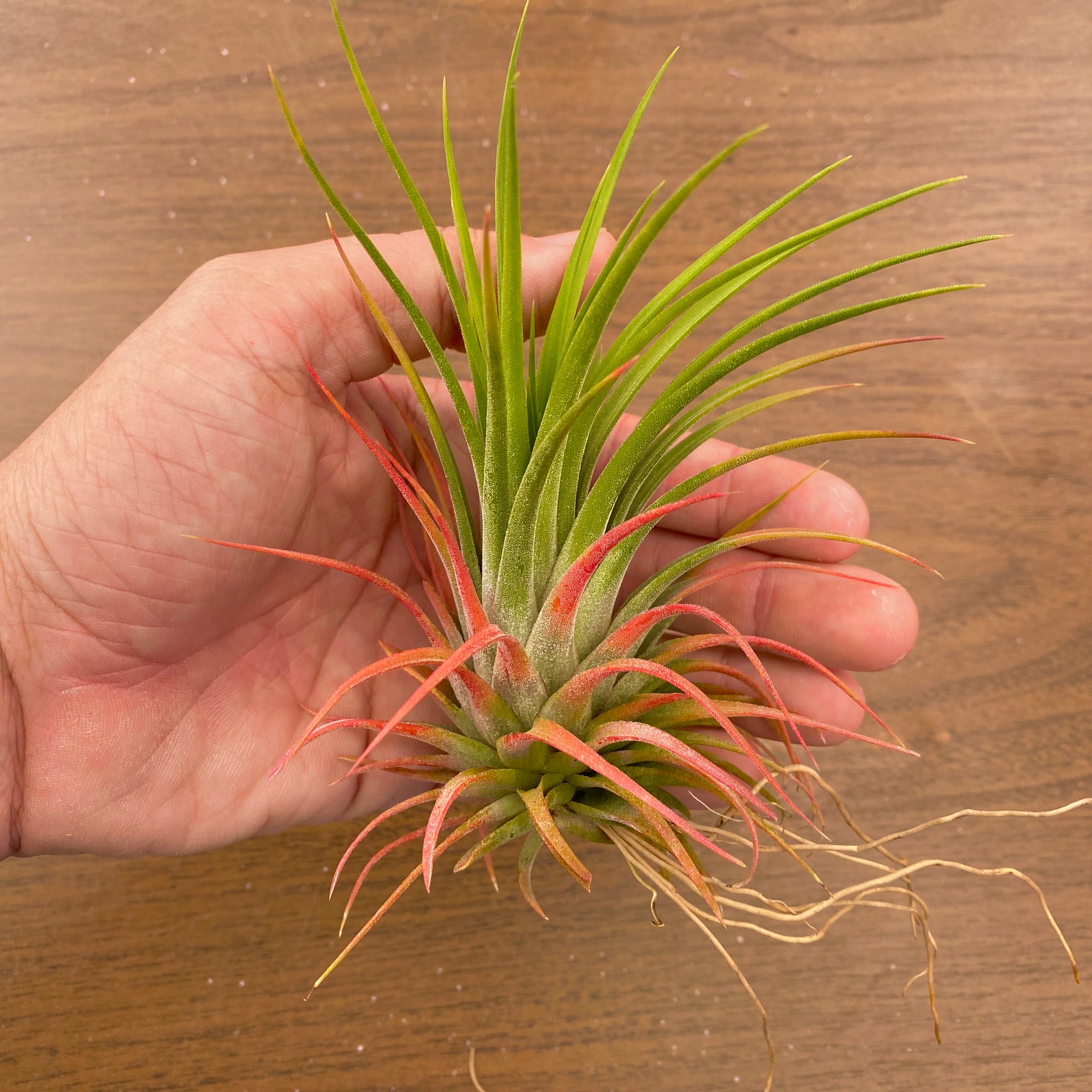 Unique ionantha variety pack <br> you will receive the set pictured