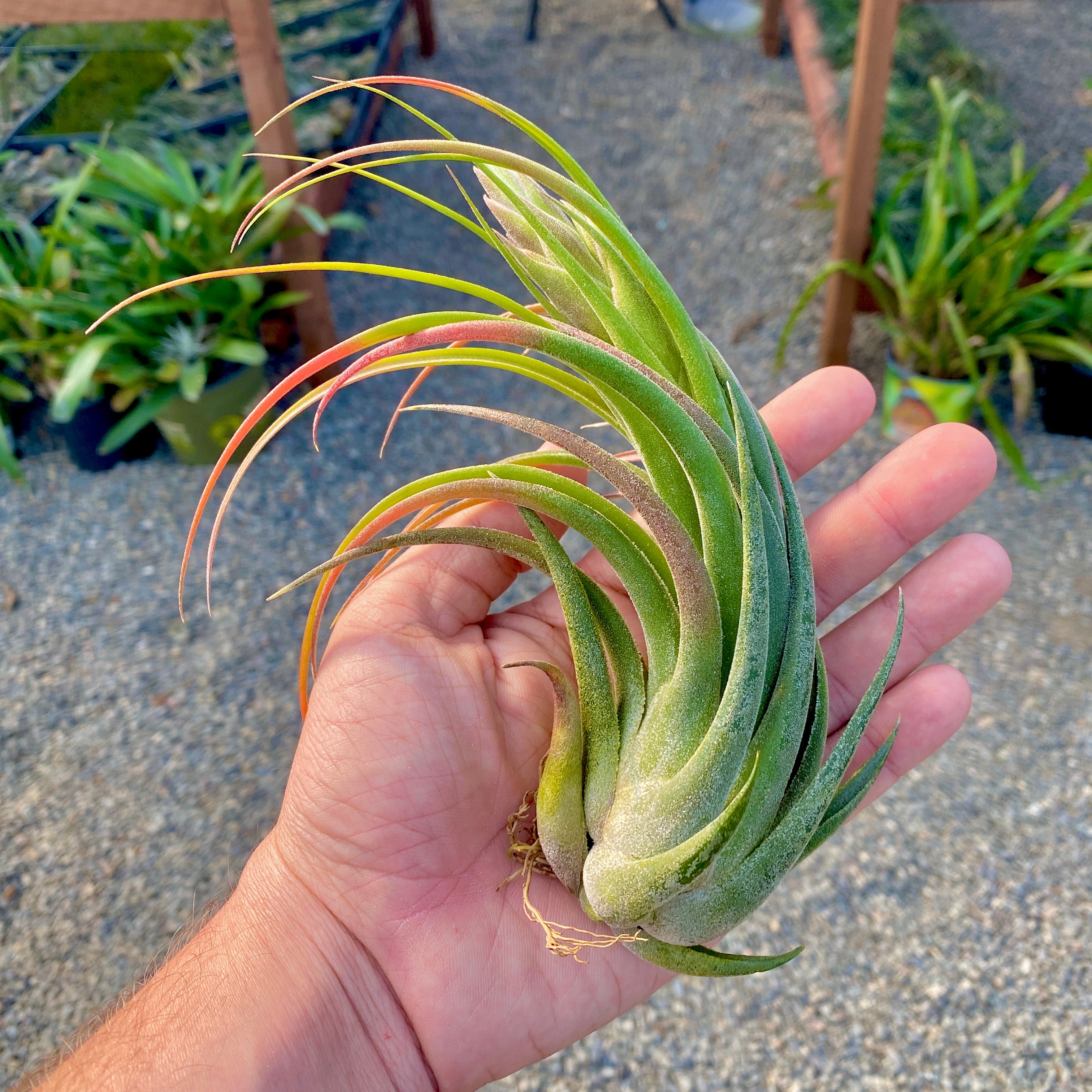 seleriana x circinnatoides rare air plant hybrid