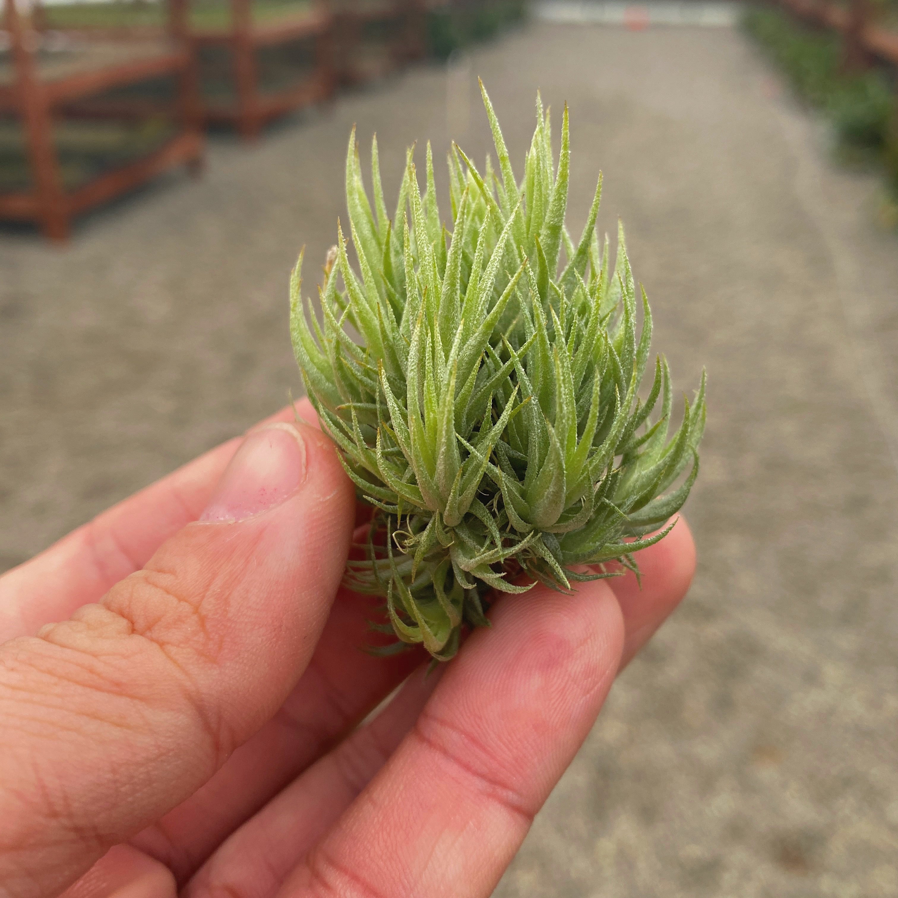 Tillandsia Loliacea Air Plant Mini Plant Small Miniature