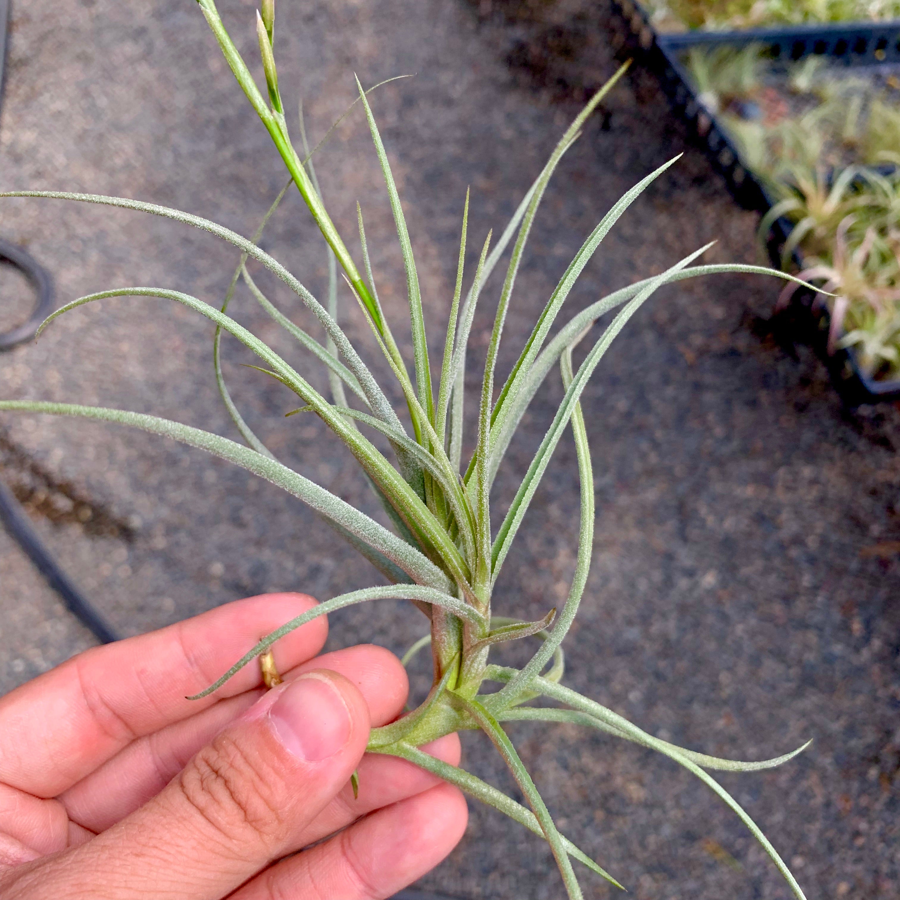 Tillandsia Wonga mallemontii x duratii  clumping air plant fragrant houseplant for sale