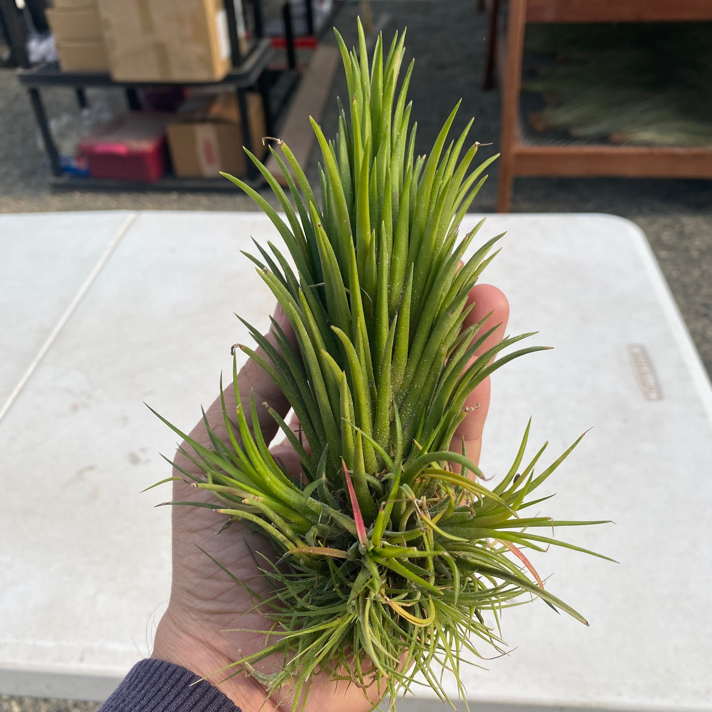 ionantha fuego totem pole