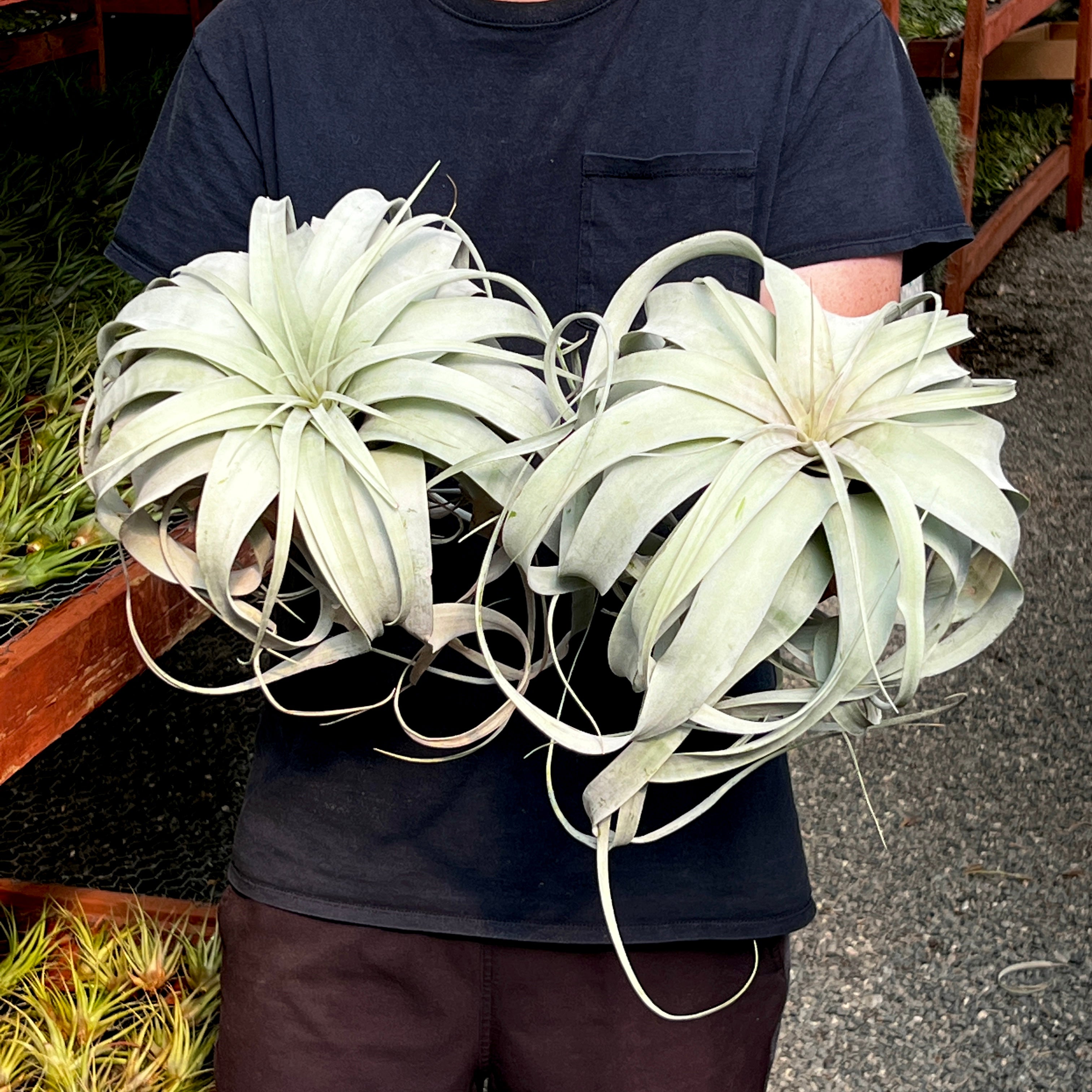 Jumbo Xerographica