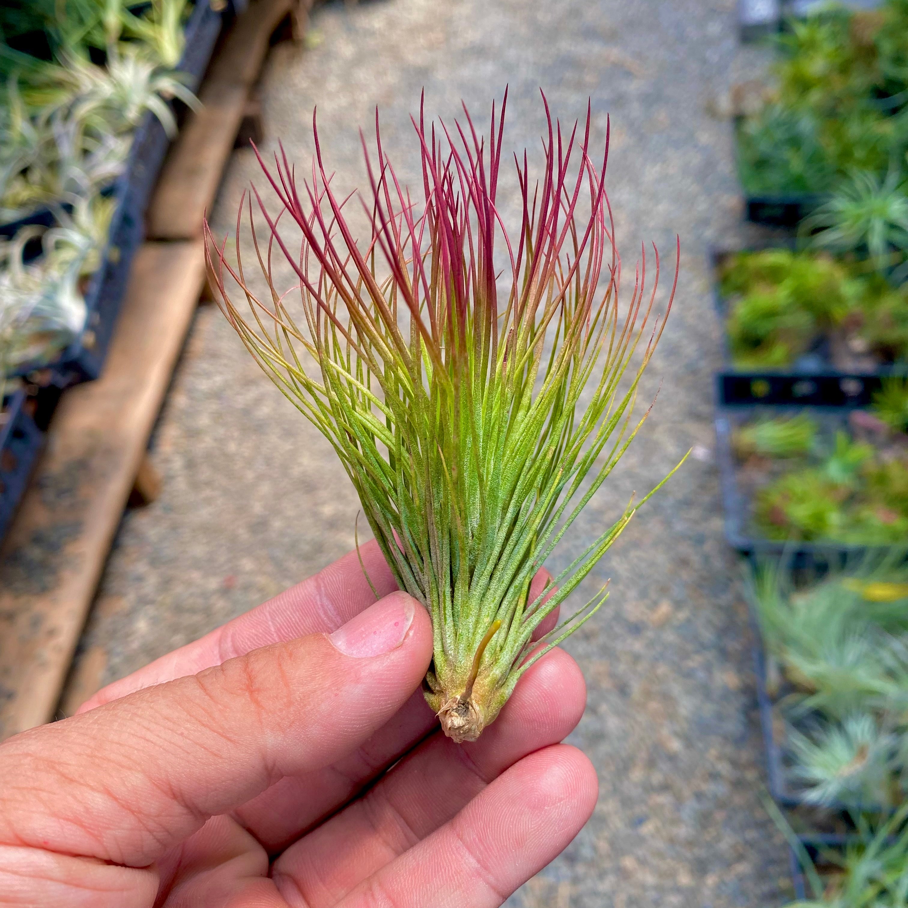 Tillandsia funcky one funky air plant hybrid andreana funckiana