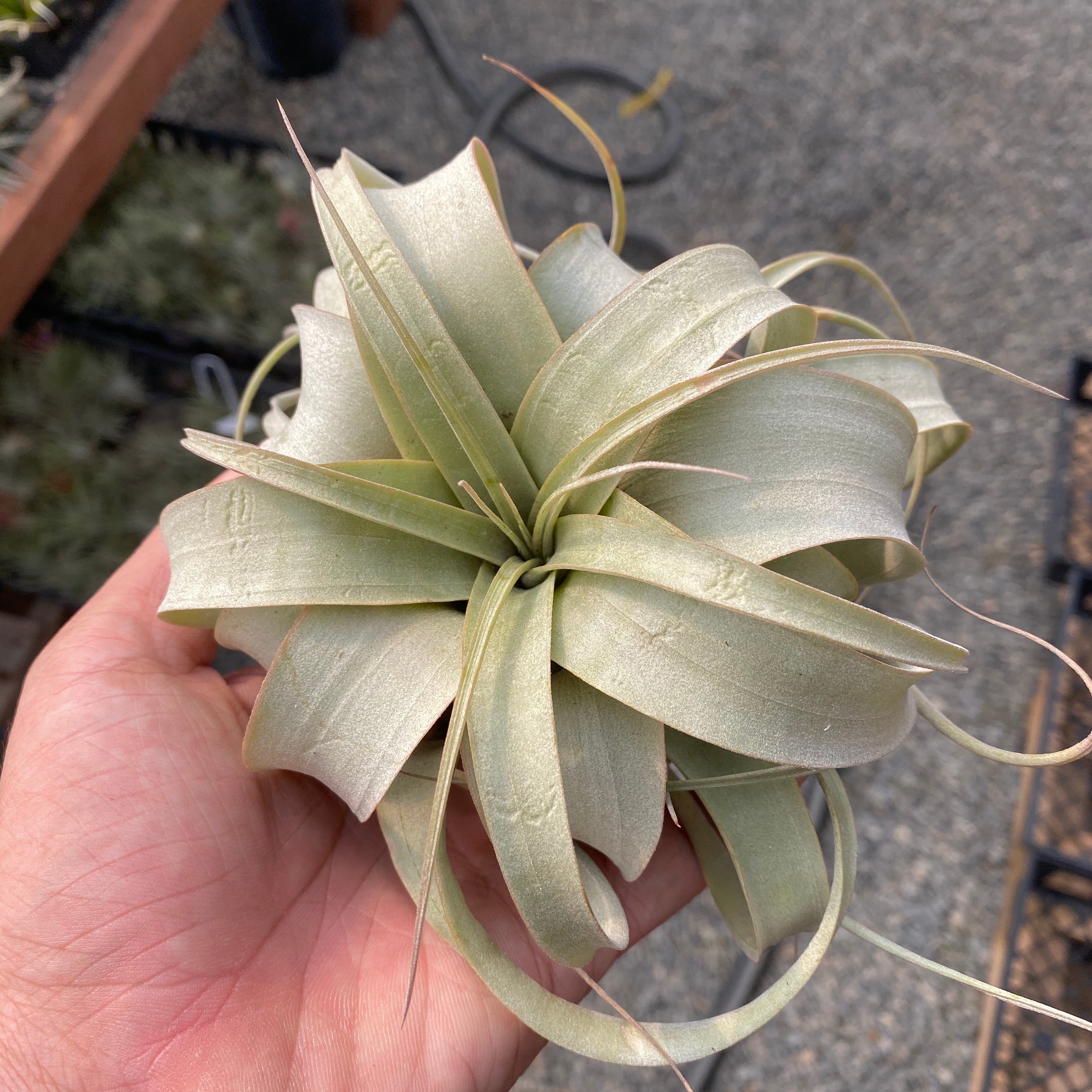 Xerographica Tillandsia Air Plant White Home Decor Design