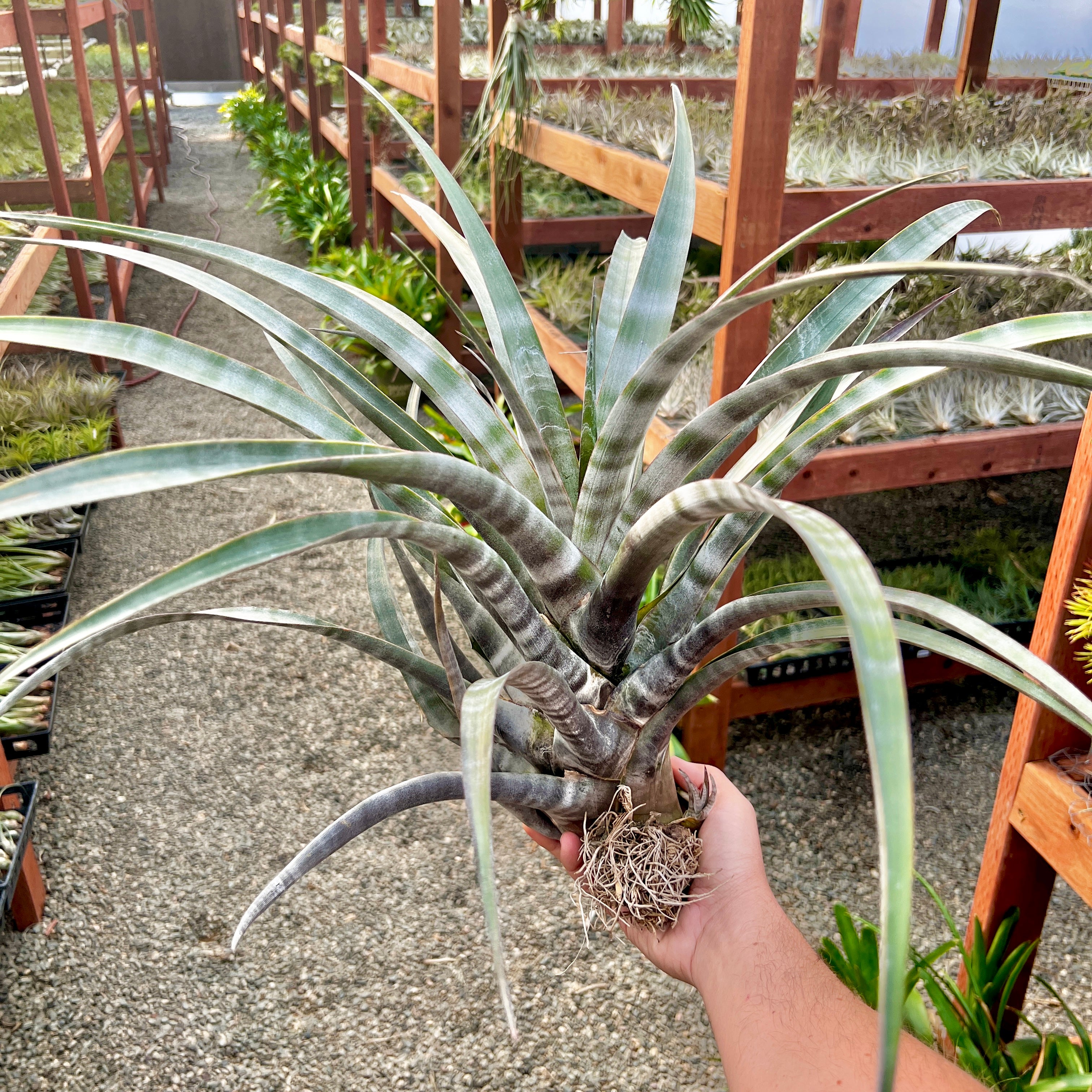 Tillandsia Hildae Rare Banded Air Plant Large Extra Large