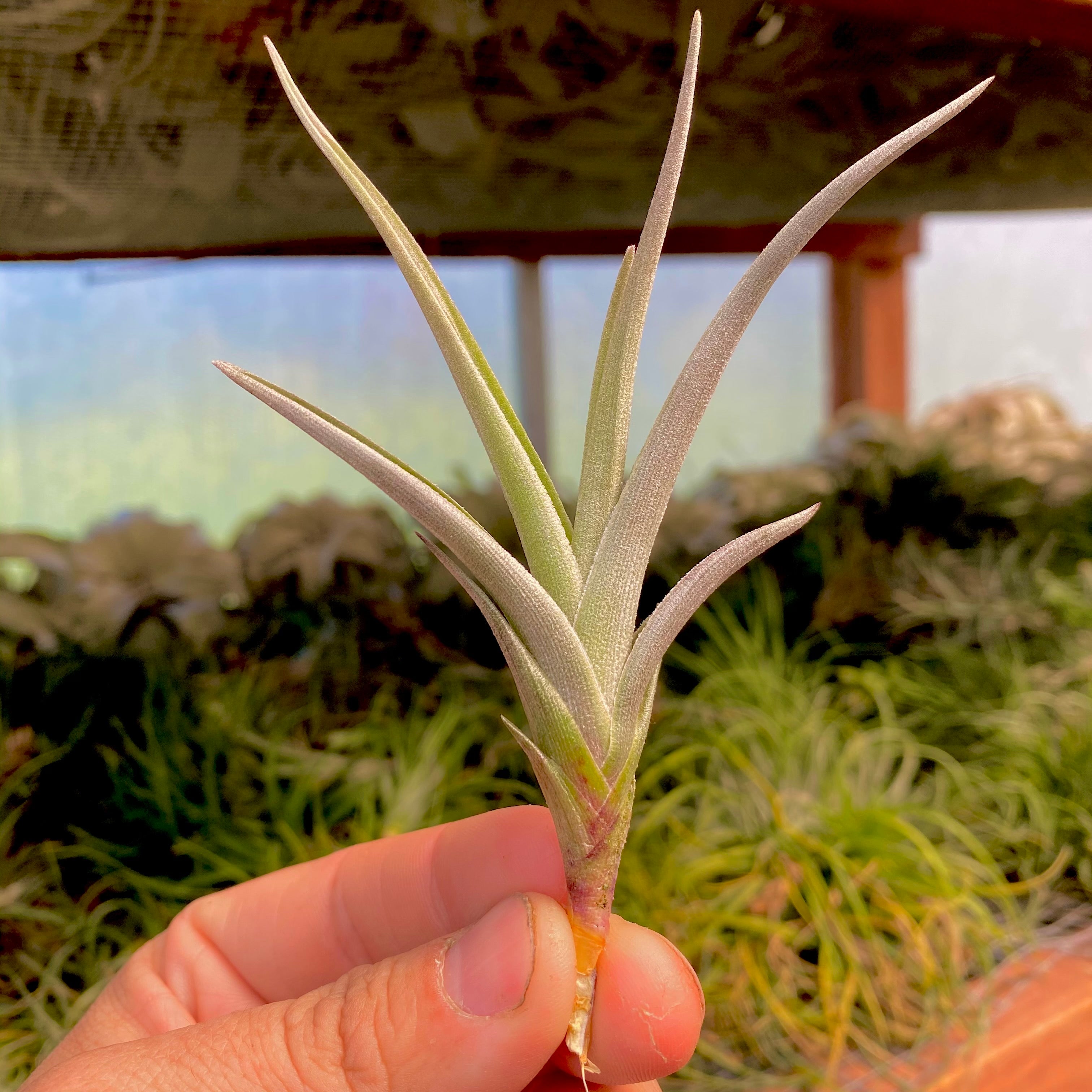 Tillandsia albertiana x arequitae AKA mystic rainbow air plant small