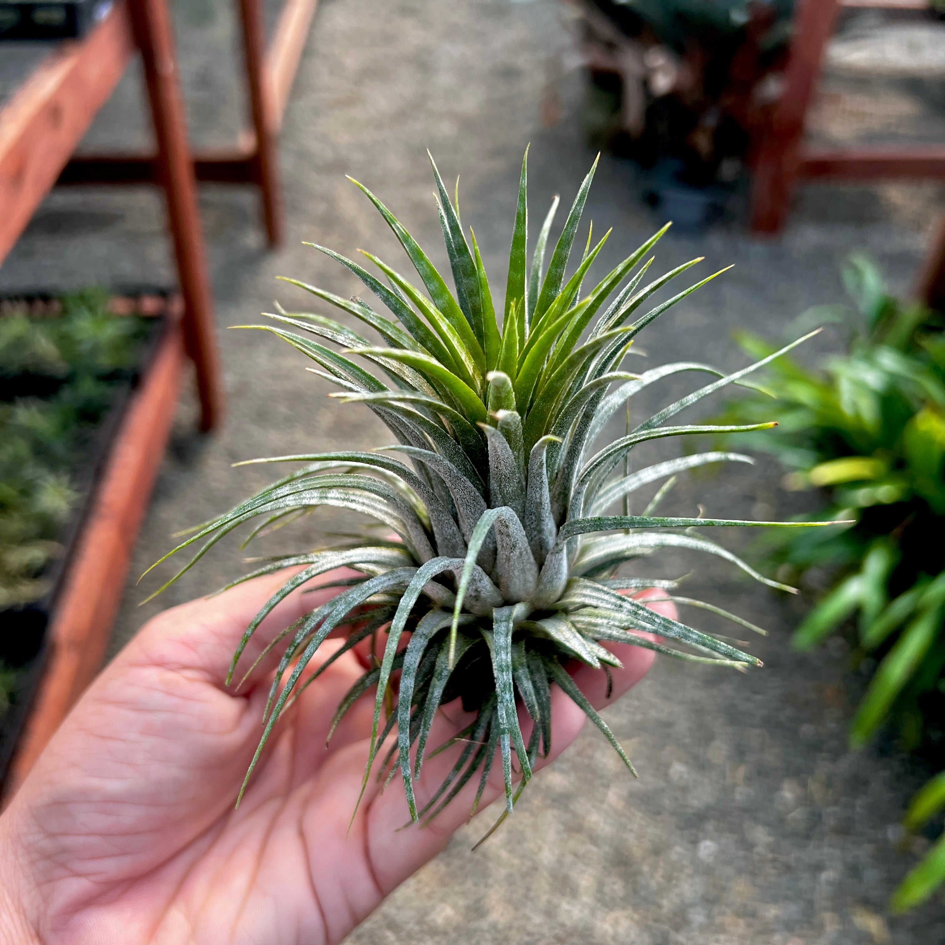 Tillandsia Ionantha Zebrina Rare Banded Air Plant For Sale