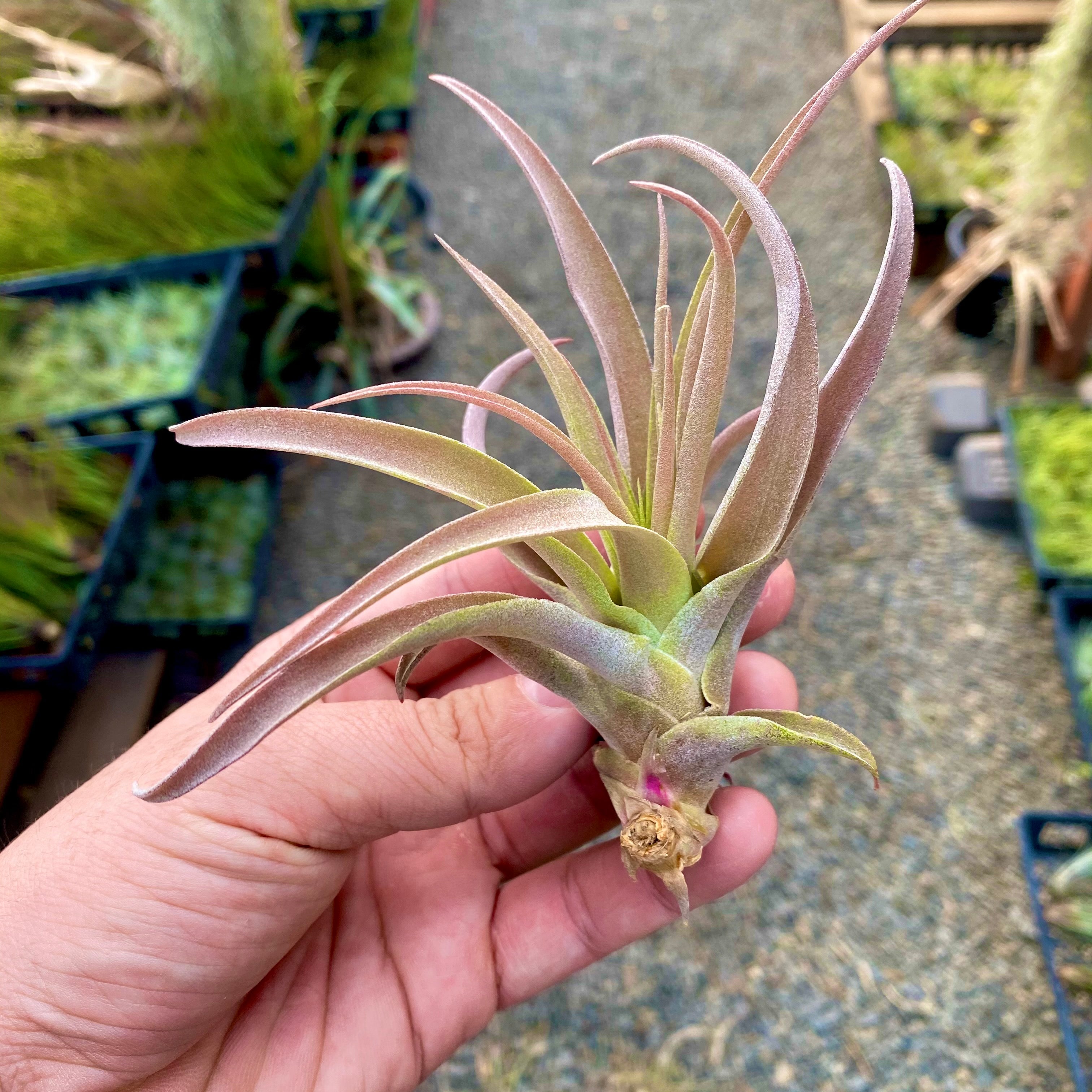 Tillandsia Capitata Peach Air Plant Colorful Houseplant With Color Held In Hand