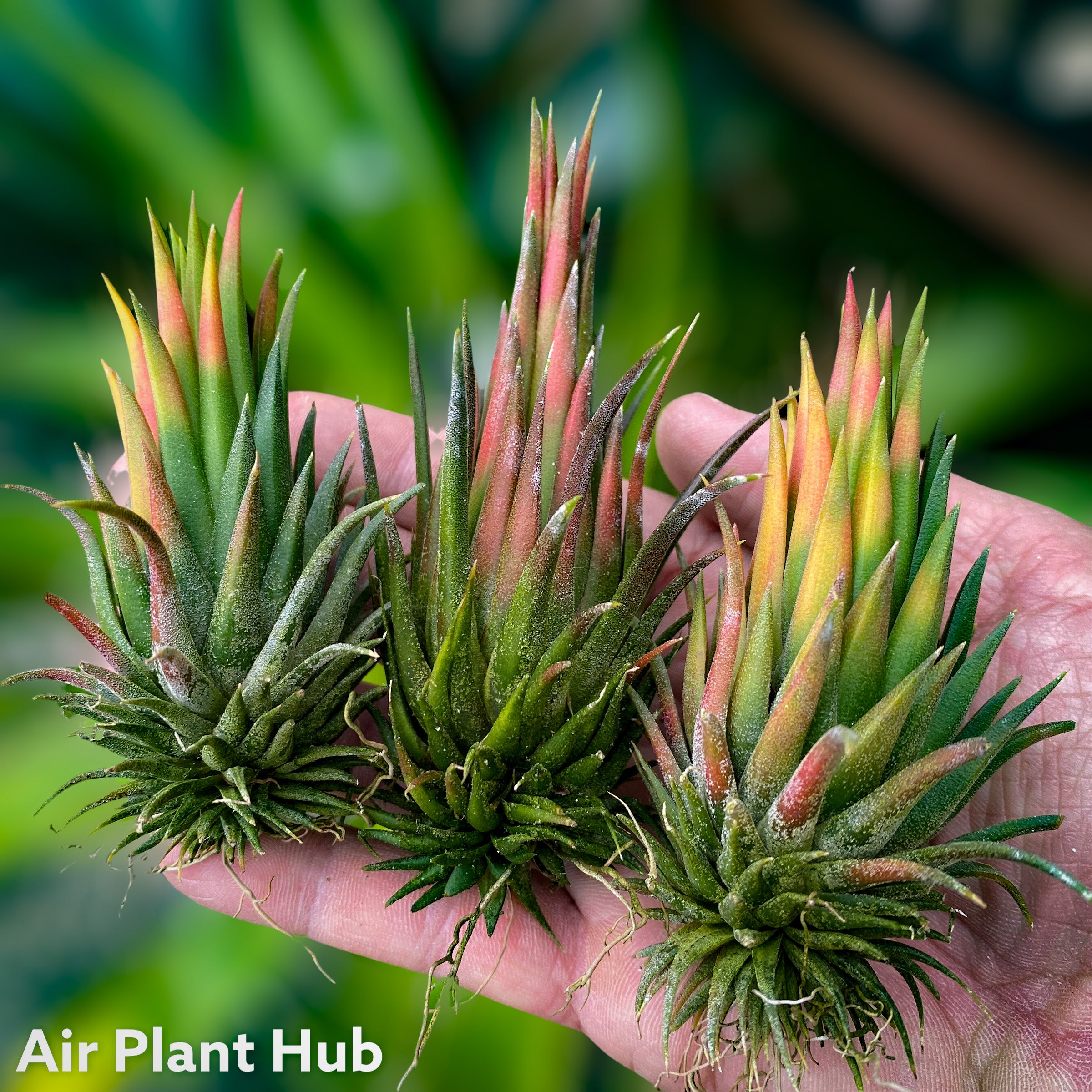 ionantha hazelnut tillandsia air plant cute small houseplant