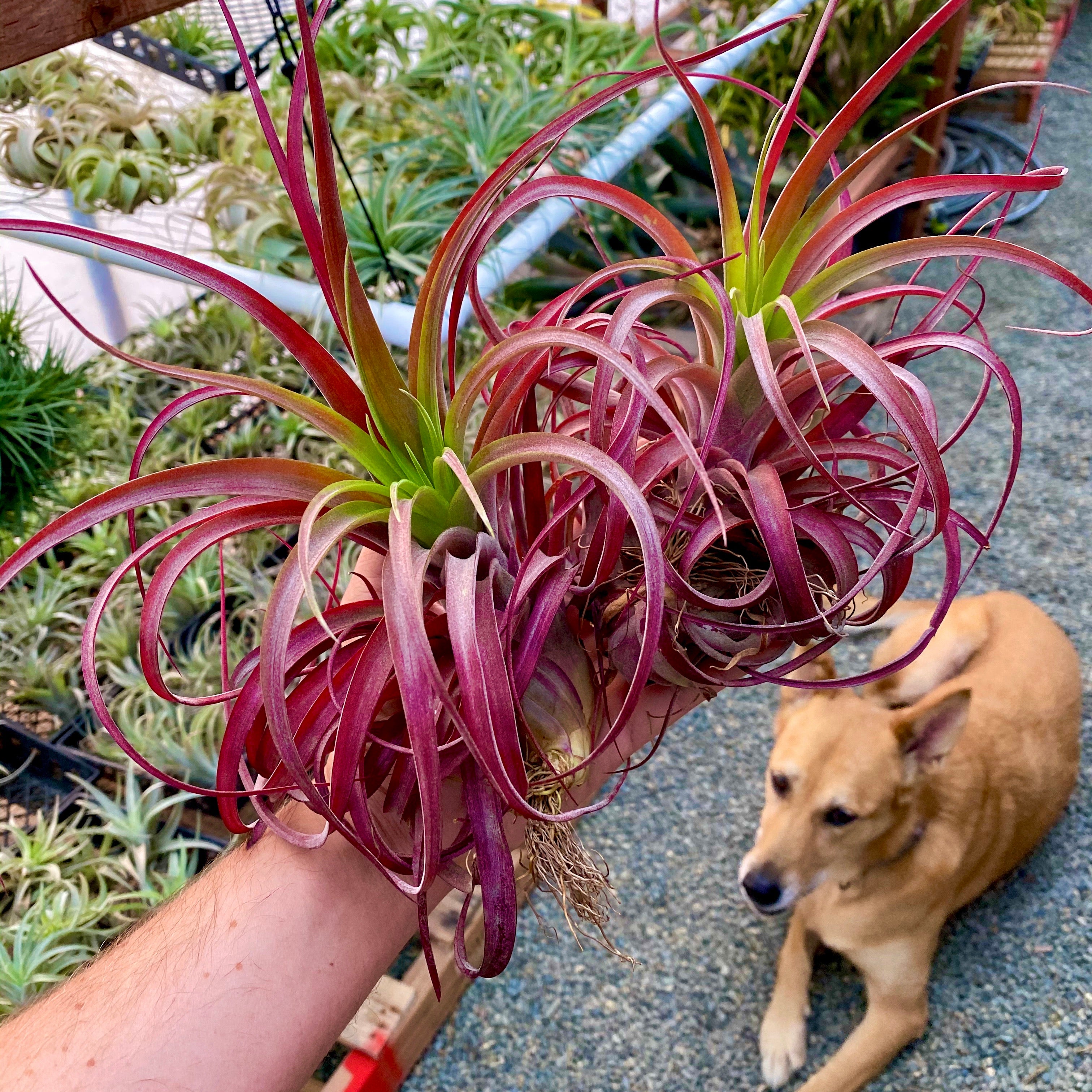 ラブノット (Capitata x Streptophylla)