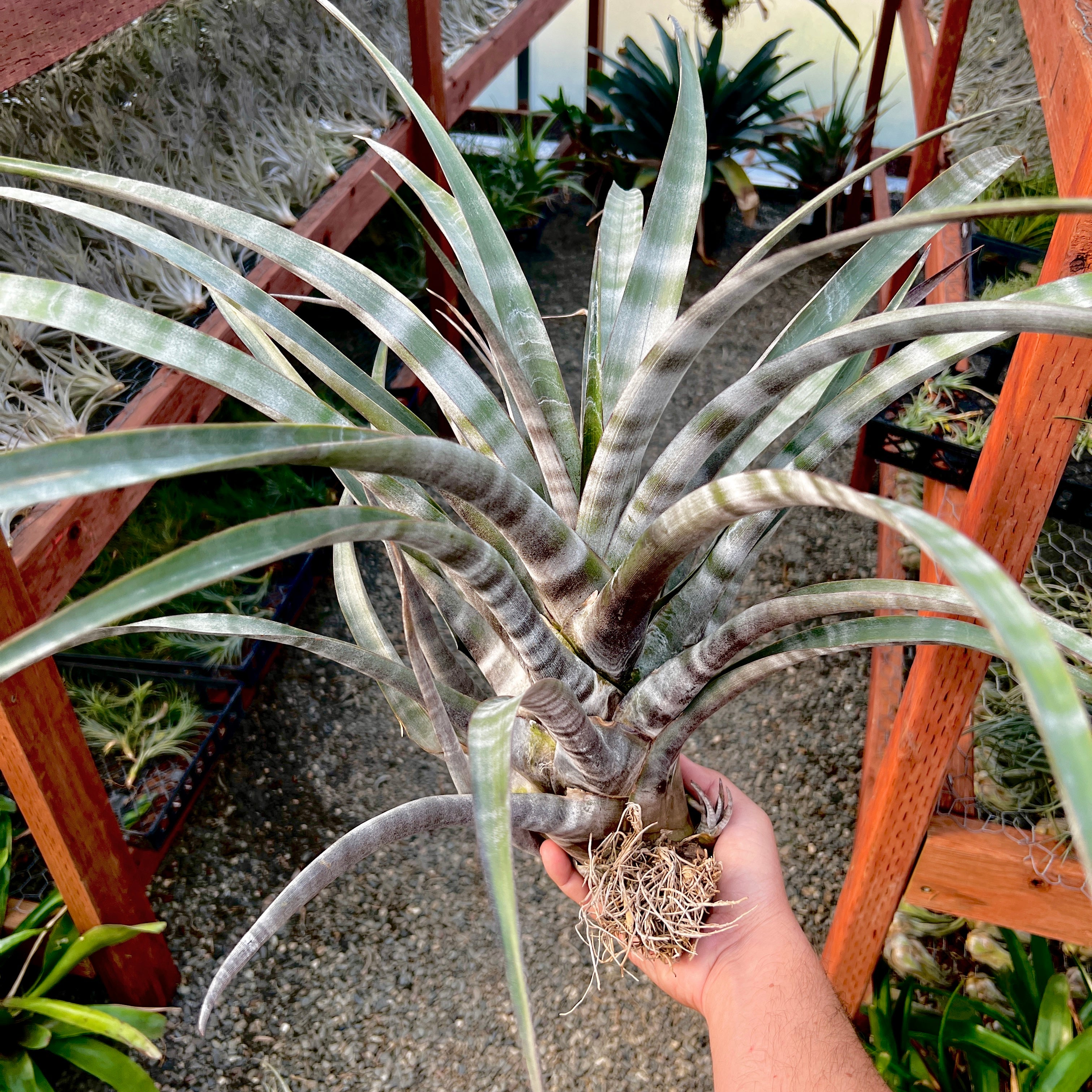 Tillandsia Hildae Rare Banded Air Plant Large Extra Large