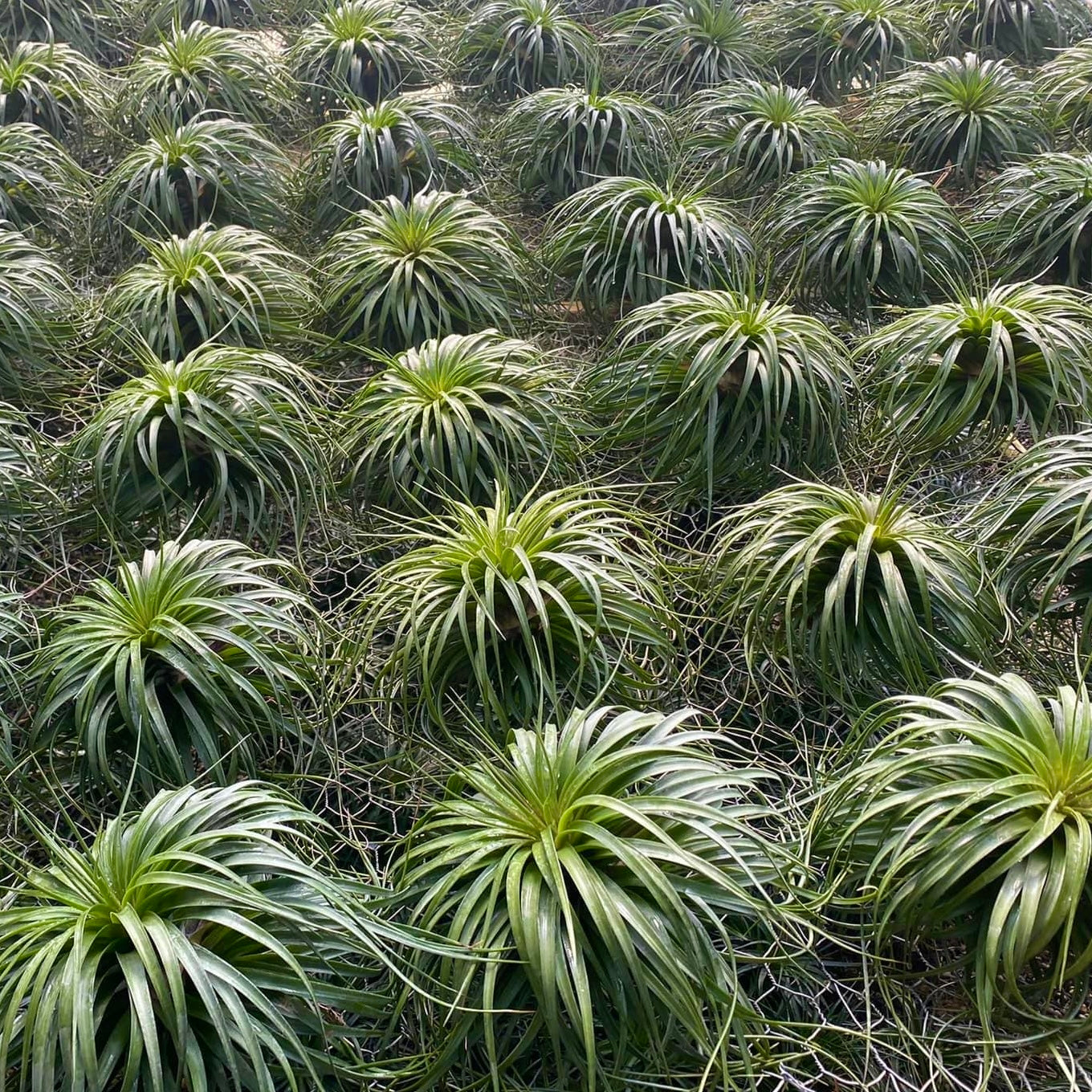 Stricta ‘Cousin It’