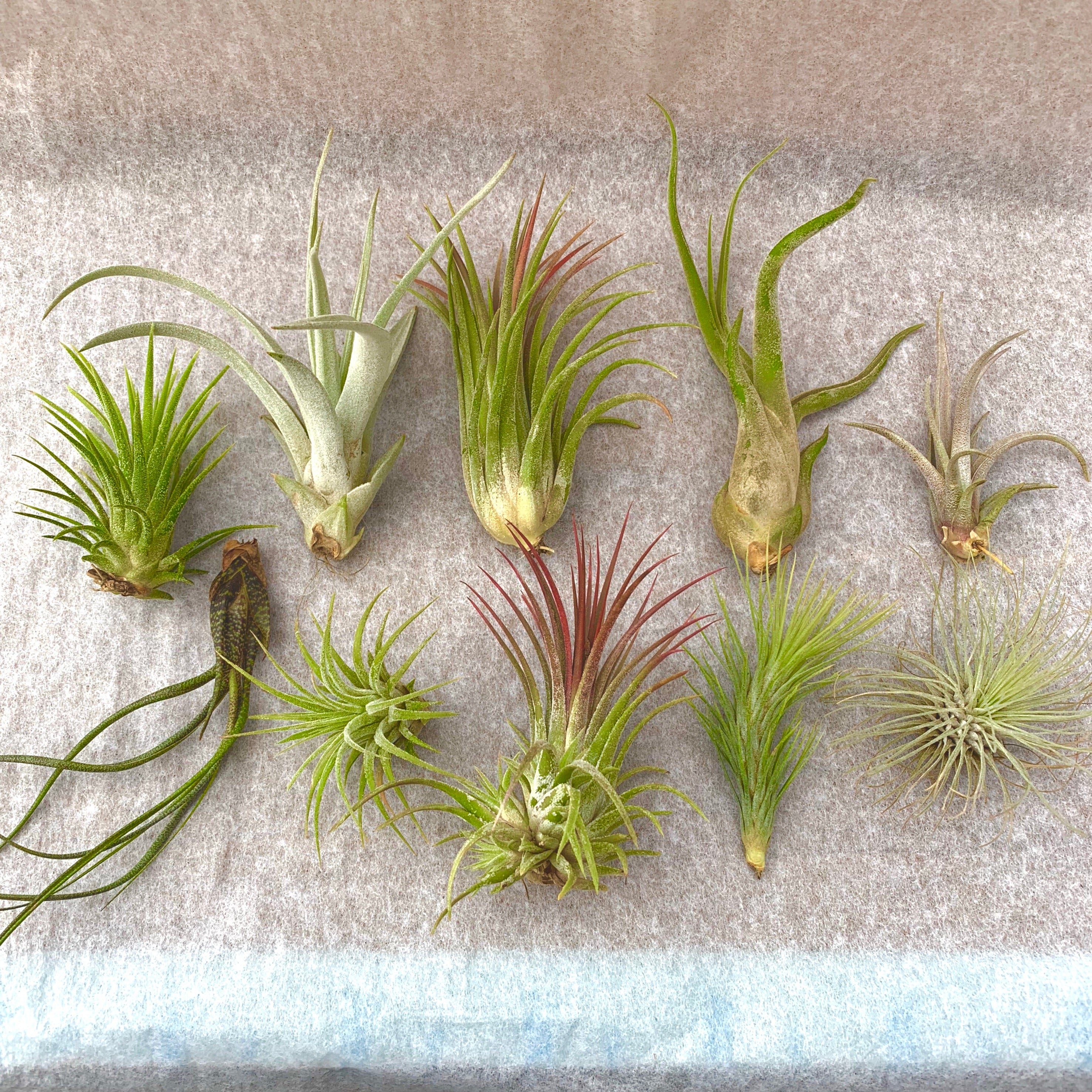 Beautiful colorful air plant tillandsia mix for sale displayed in a box