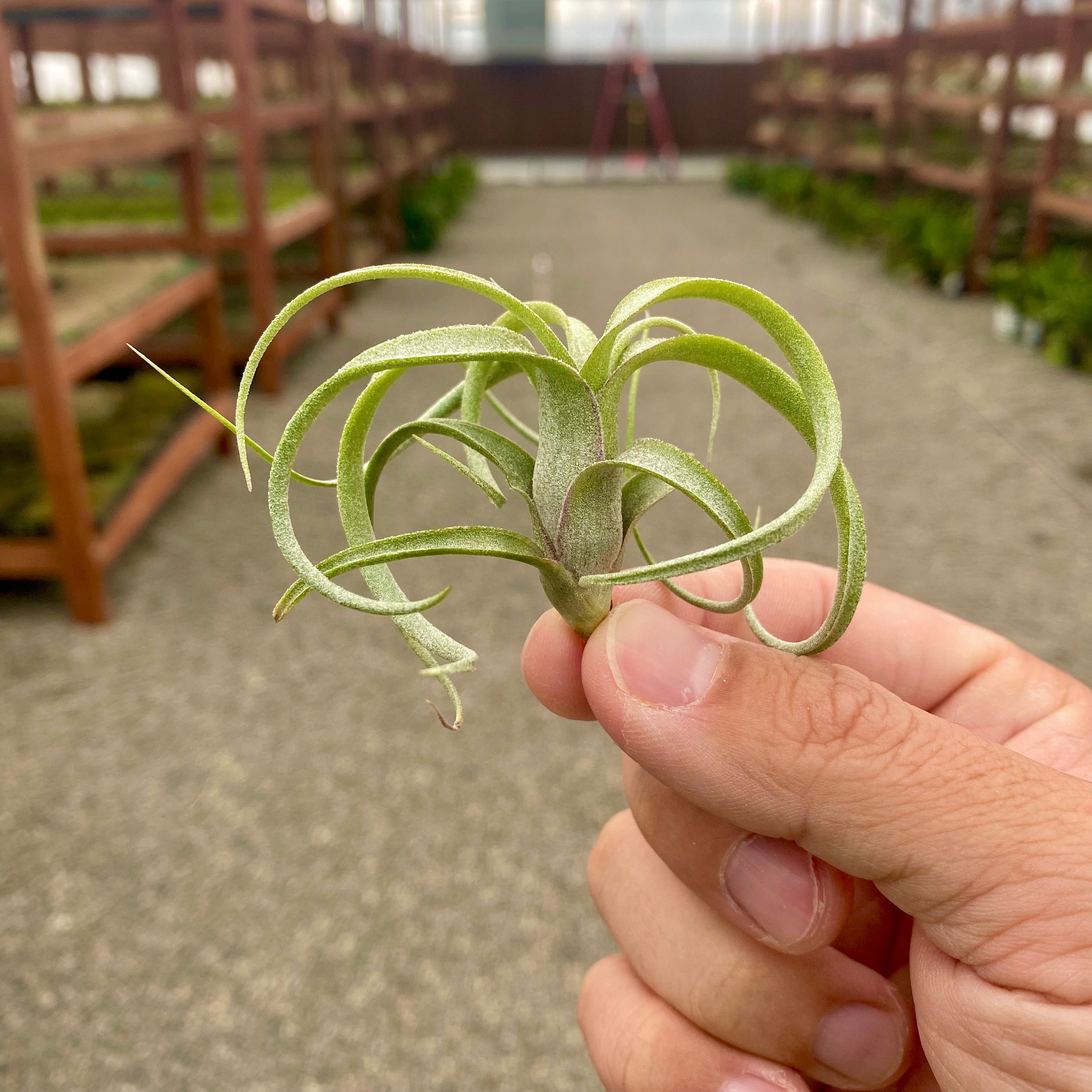 baileyi X streptophylla small offset