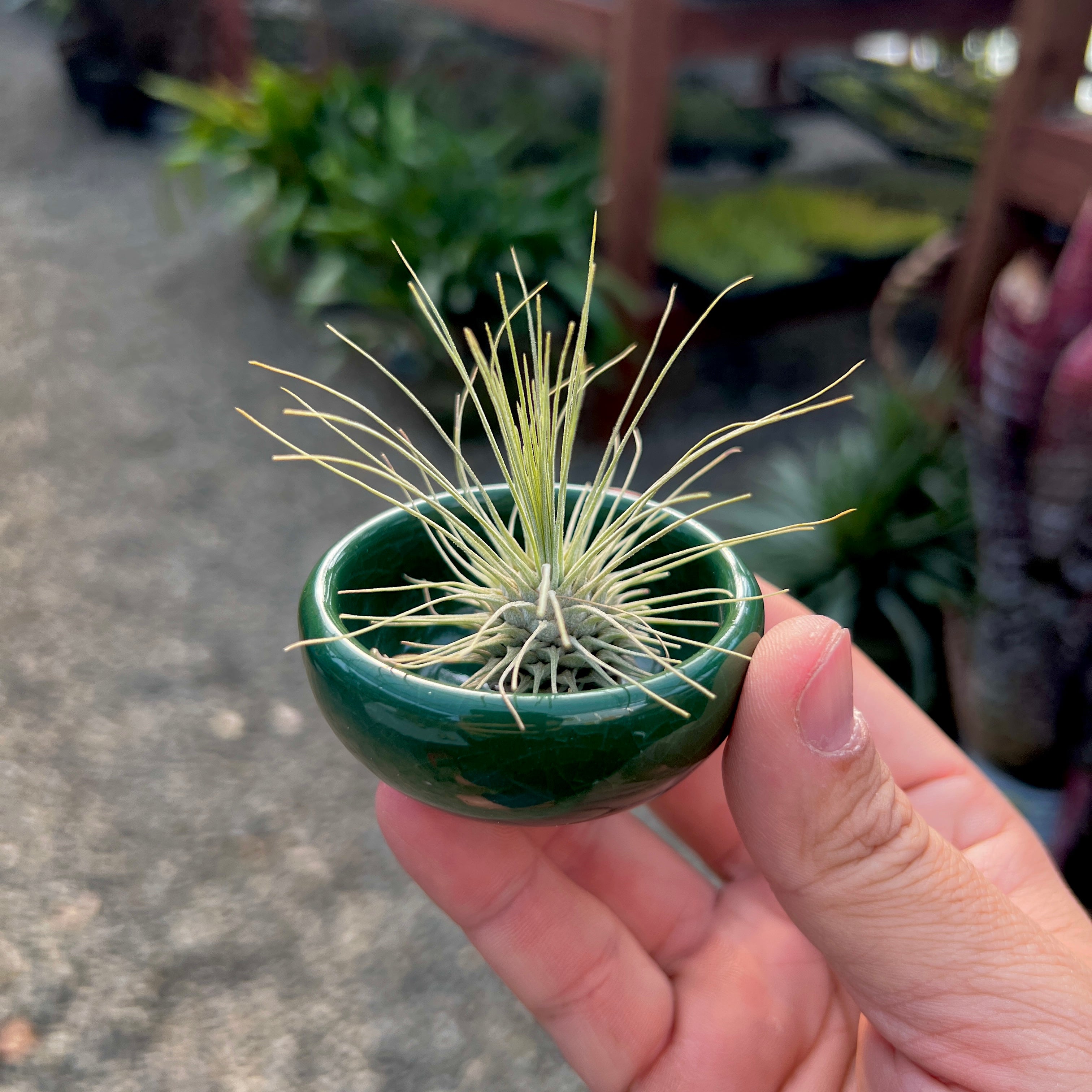 Ice Glazed Ceramic Mini Air Plant Holder