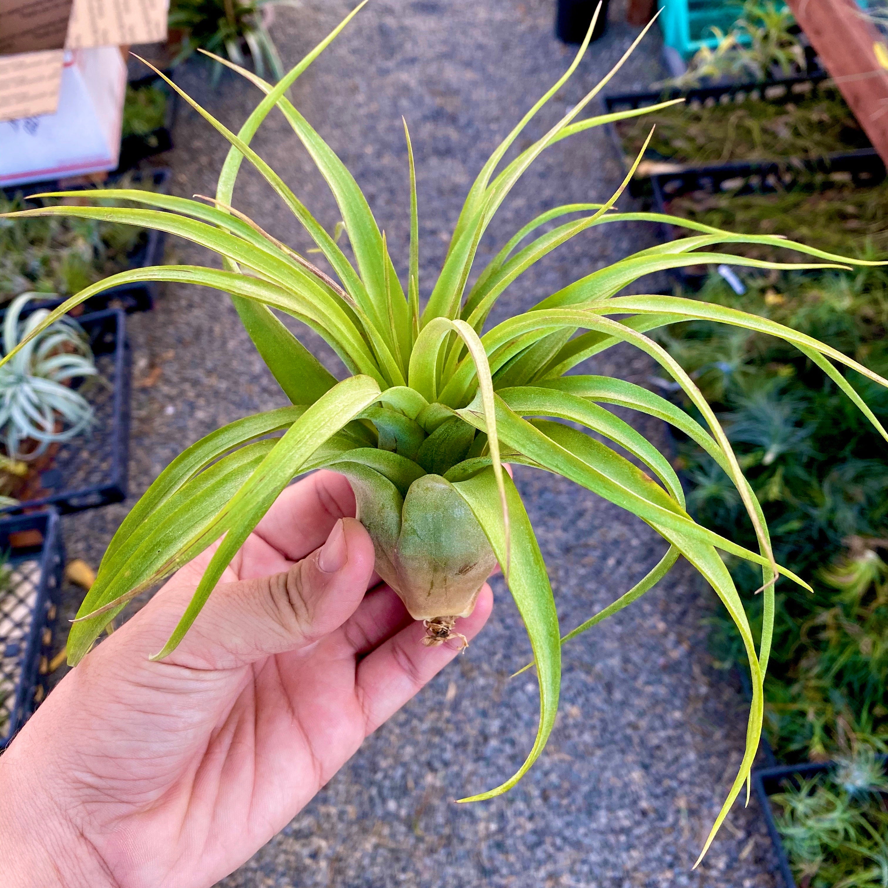 air plant hub Large Air Plant (6”+) 3 Pack