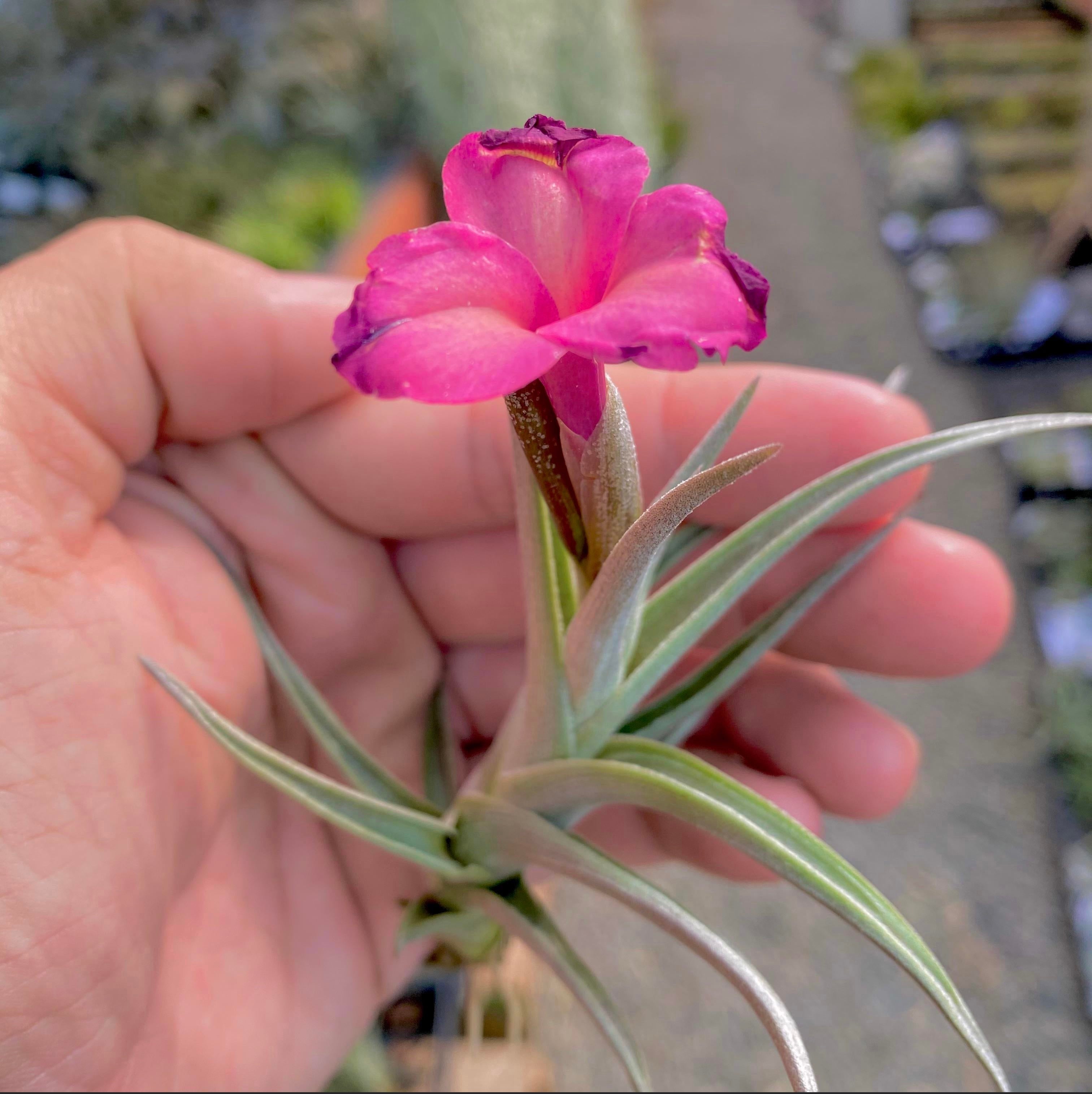 Tillandsia mystic trumpet