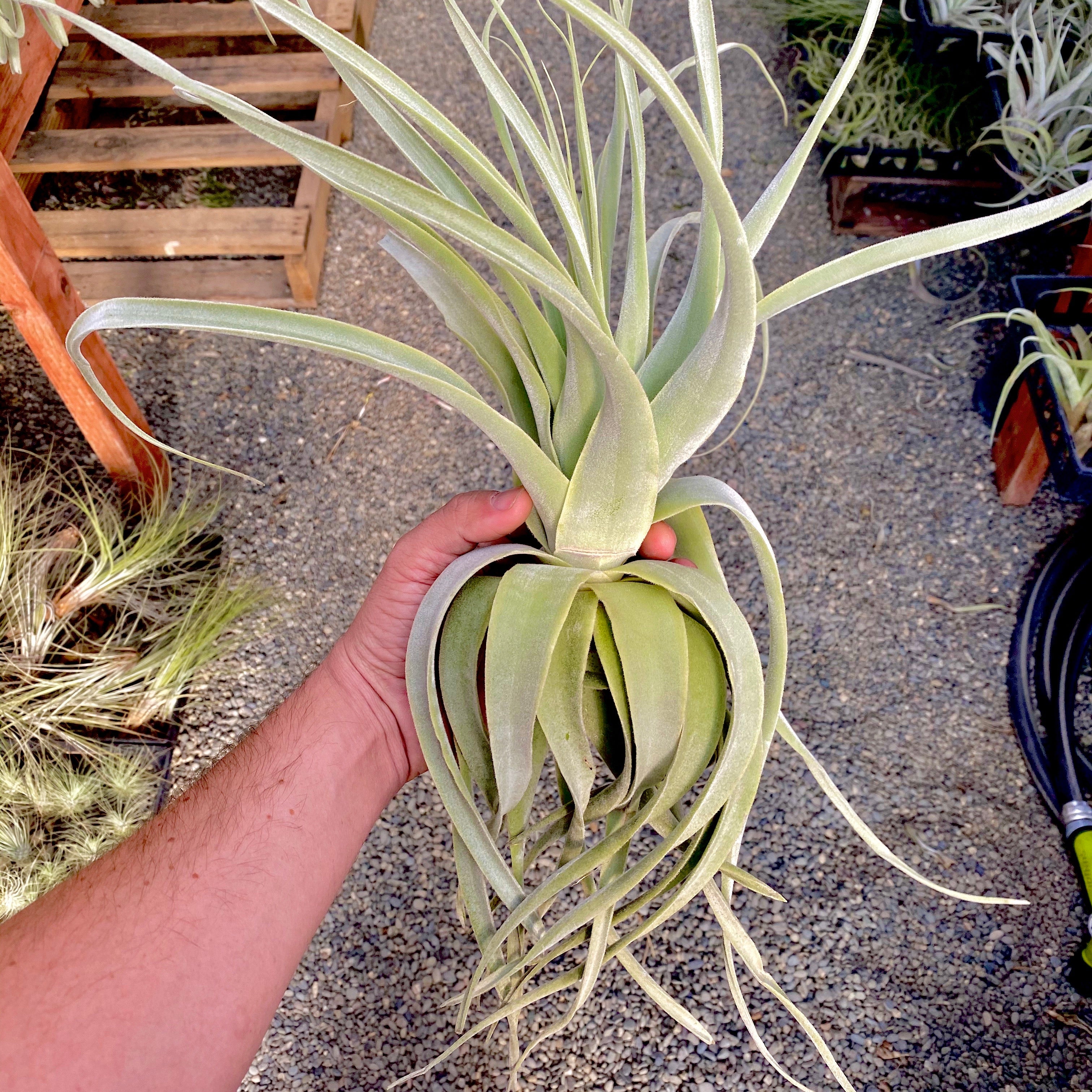 White Wedding Air Plant Tillandsia Floral Bouquet