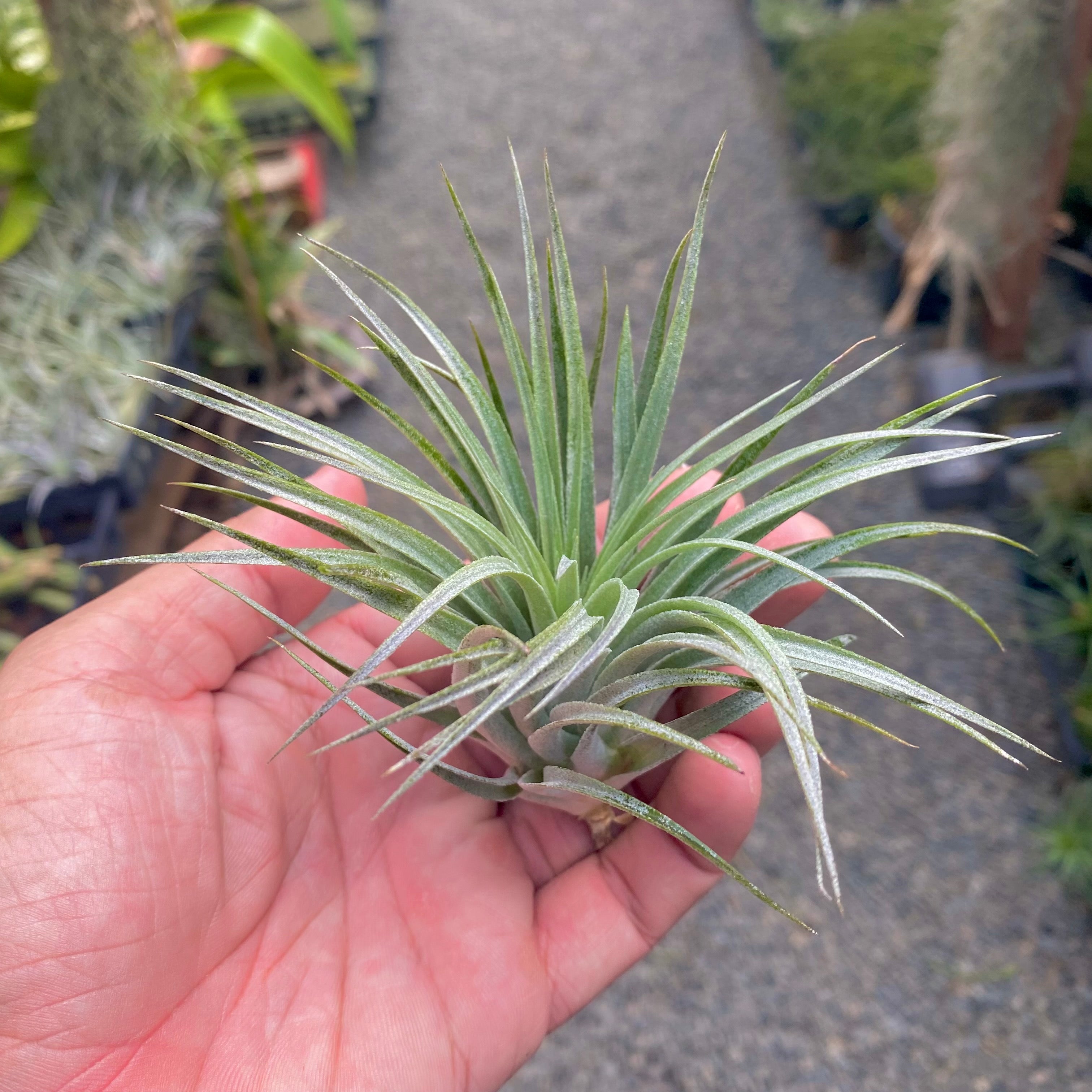 Tillandsia stricta soft purple wedding decor bouquet favor