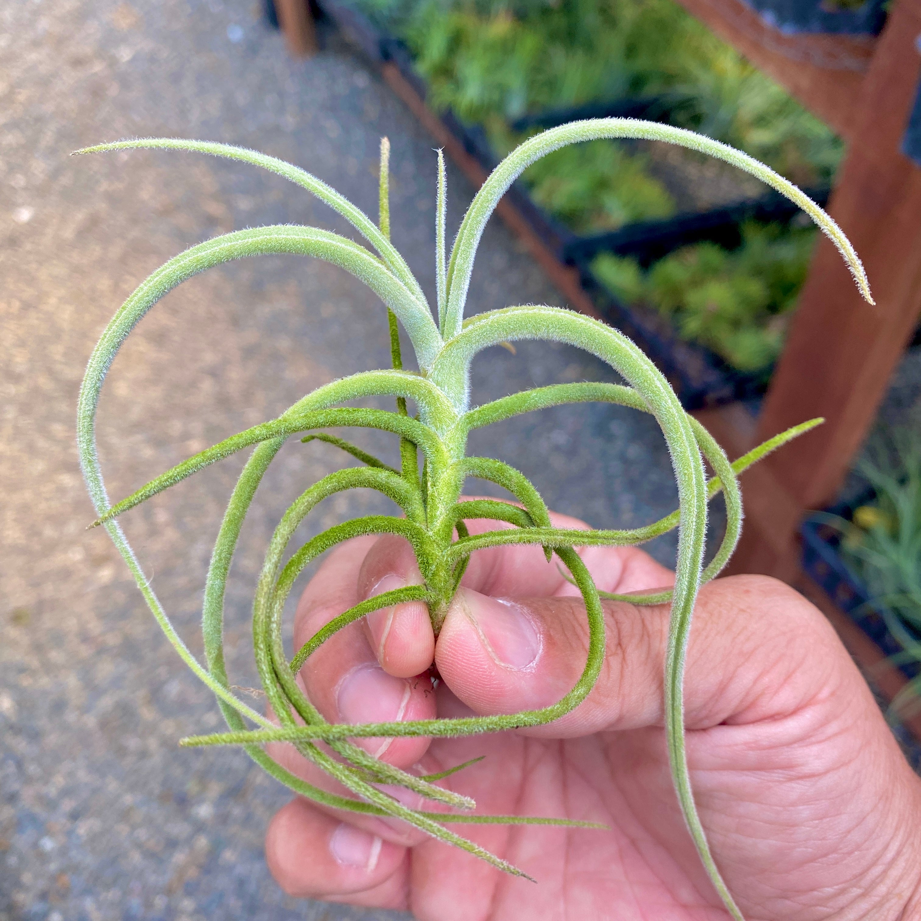 Crocata Copper Penny Tillandsia Fragrant Air Plant Yellow Flower 