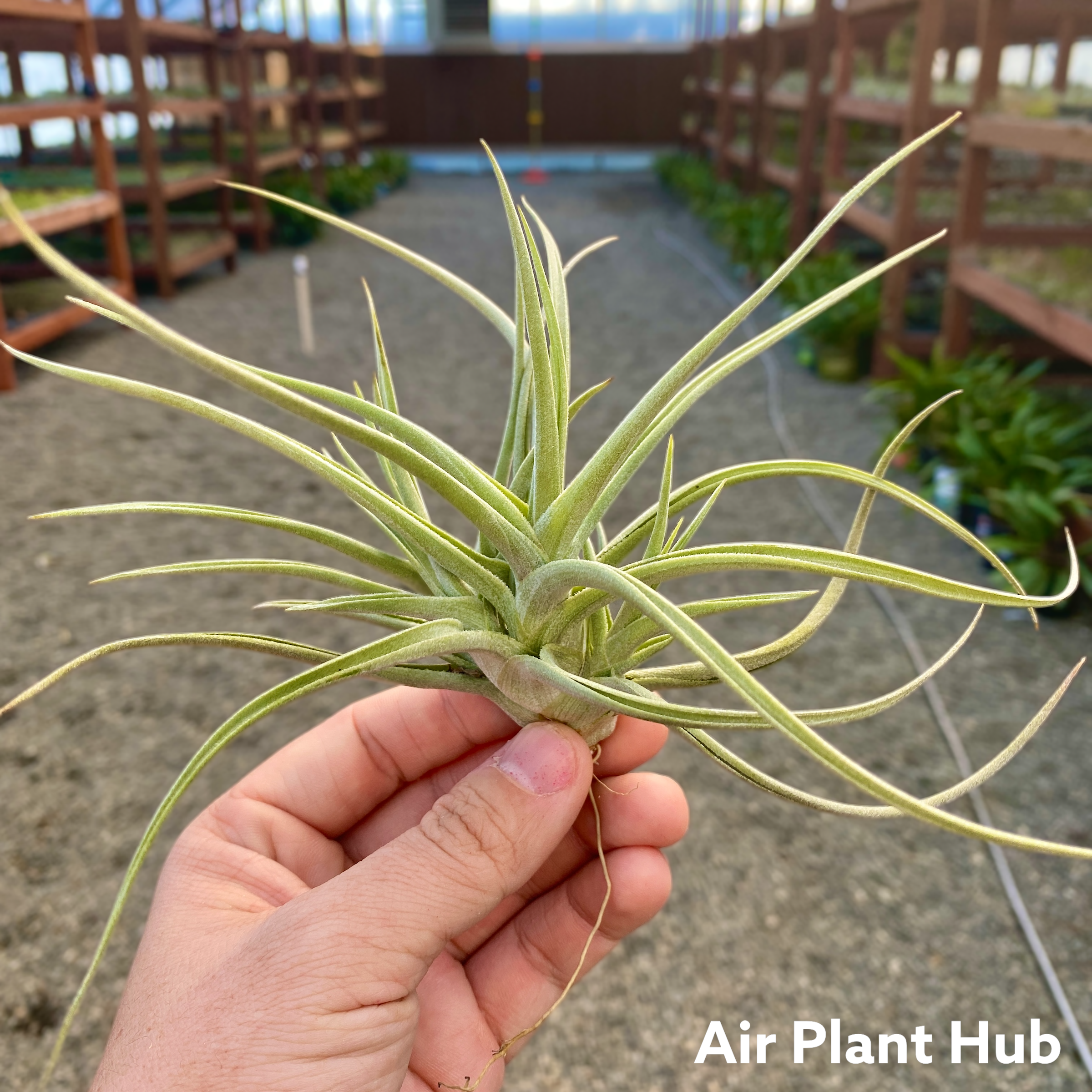 Tillandsia Inca Gold Air Plant