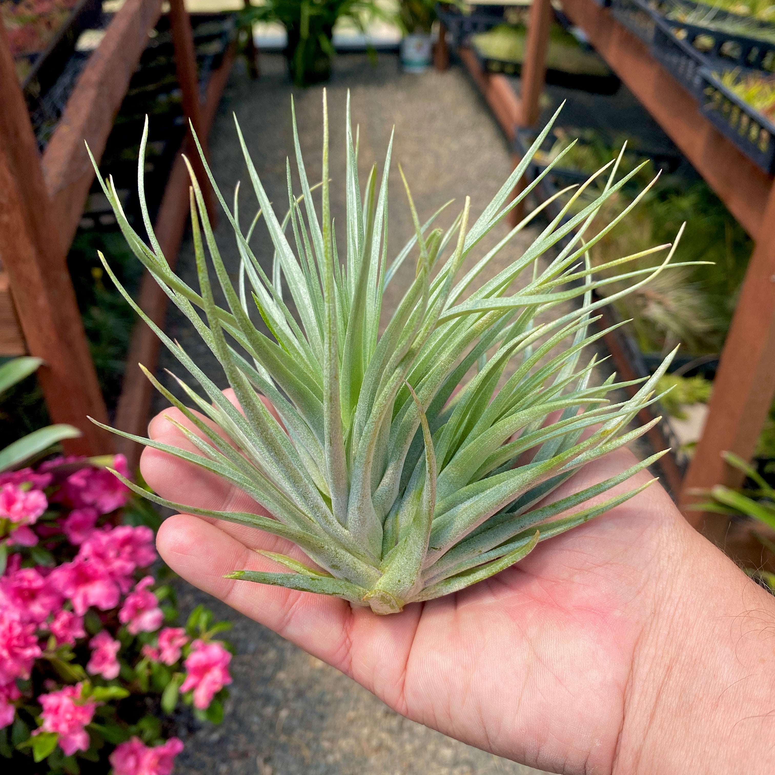 Stricta x Leonamiana