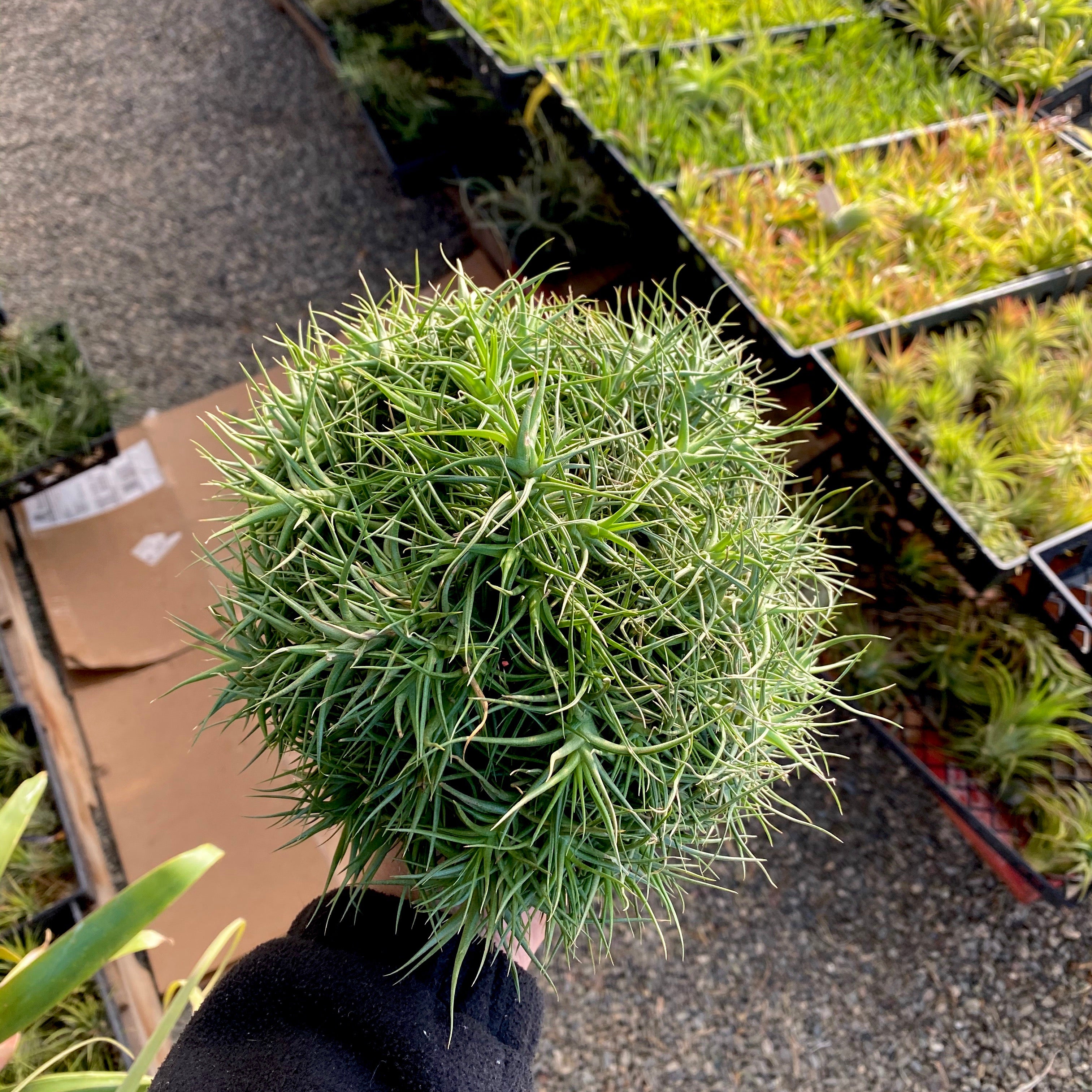 Aeranthos Miniata balls on hanging wire