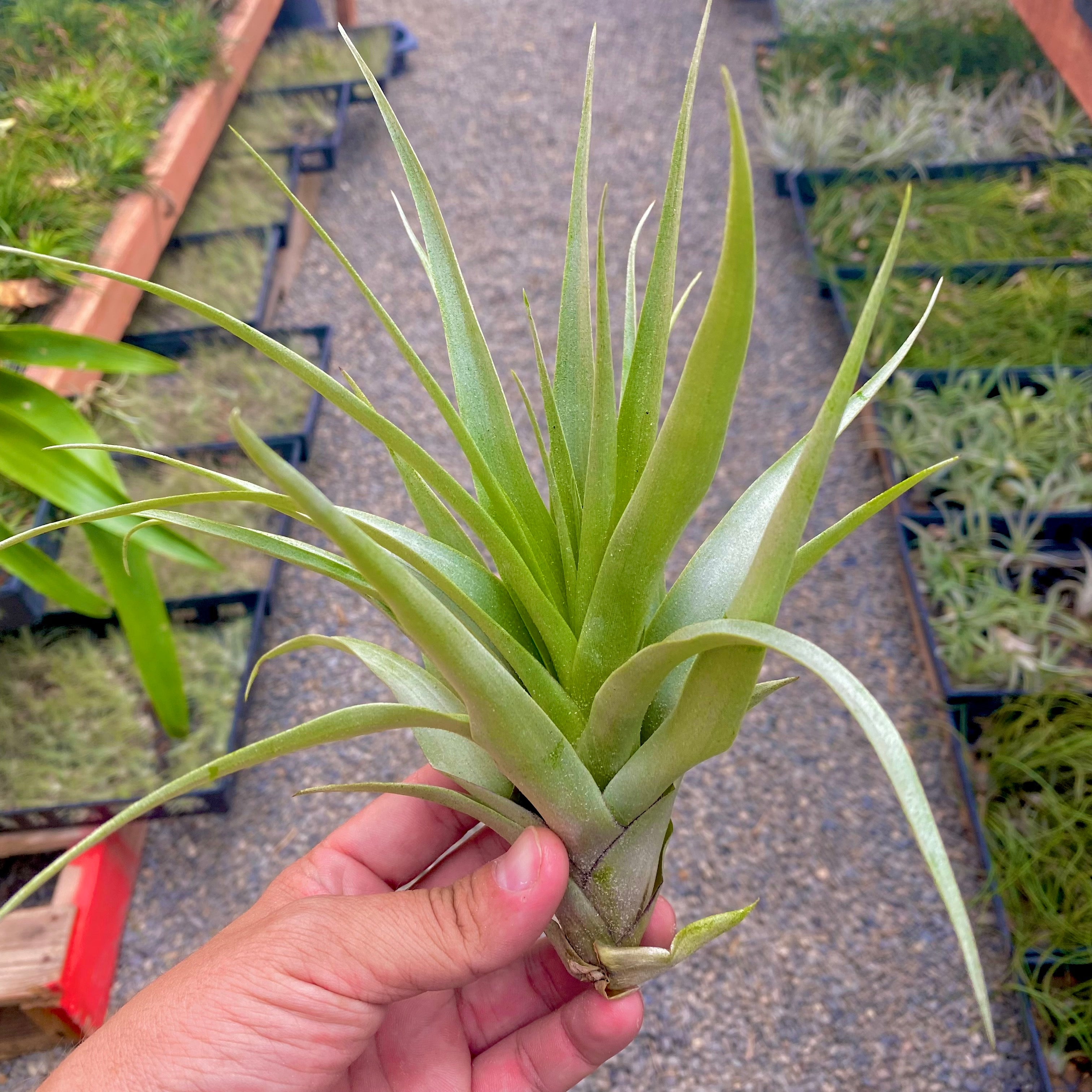 Tillandsia Secunda Air Plant Prolific Pupper Offsets 