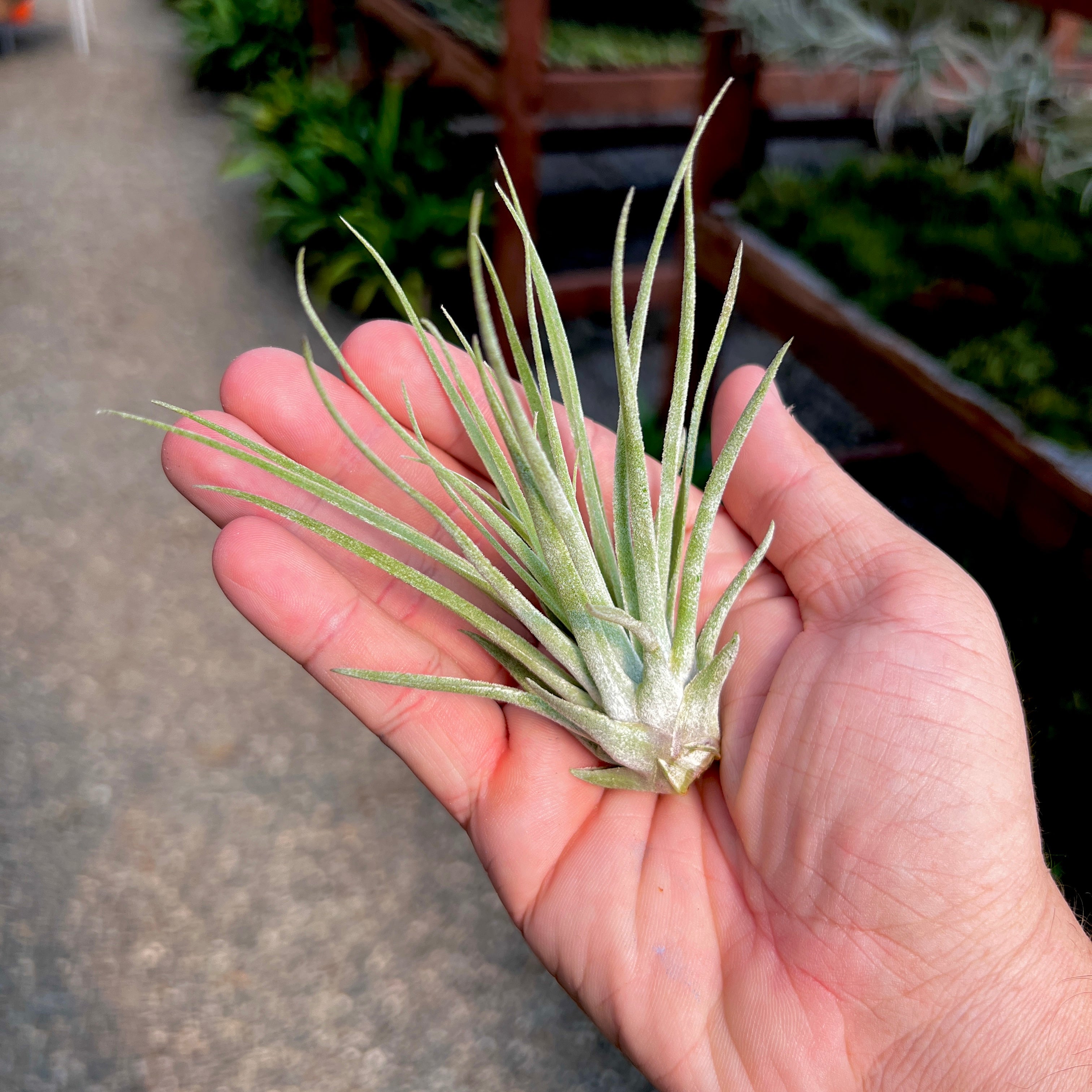 oaxacana air plant Oaxacana