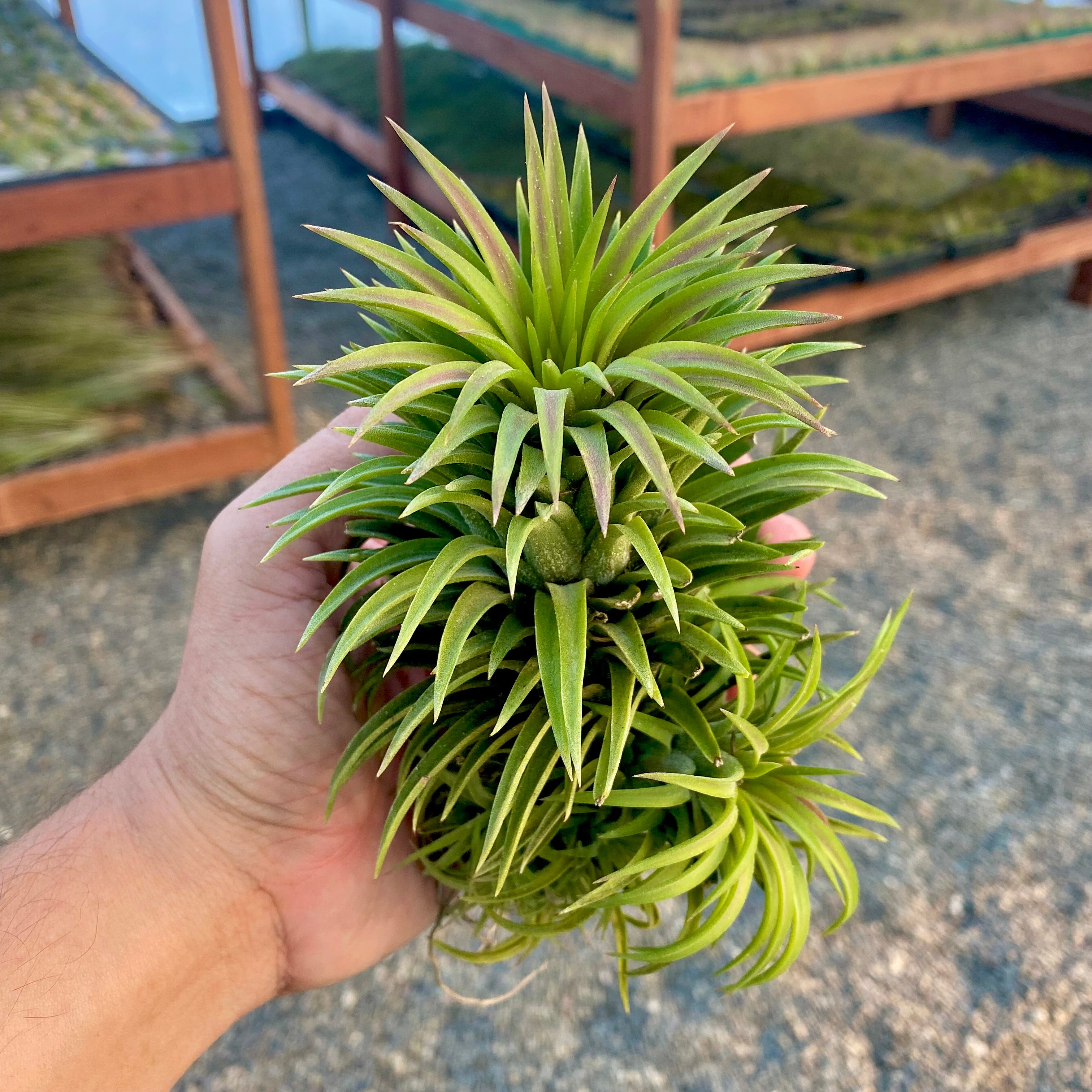 XL Premium Ionantha Selections