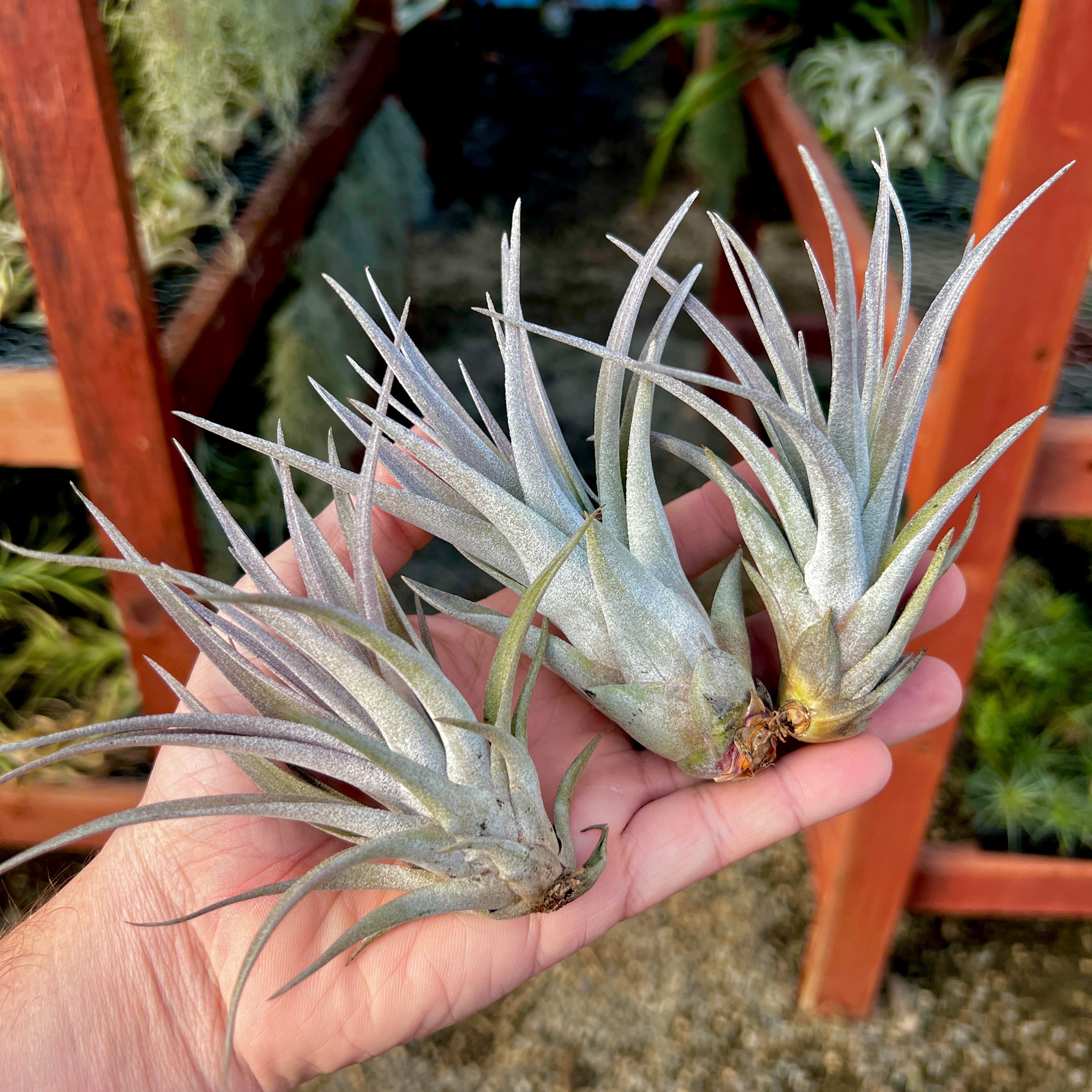 Tillandsia Hybrid Capitata Peach x Zacapanensis Rare Air Plant