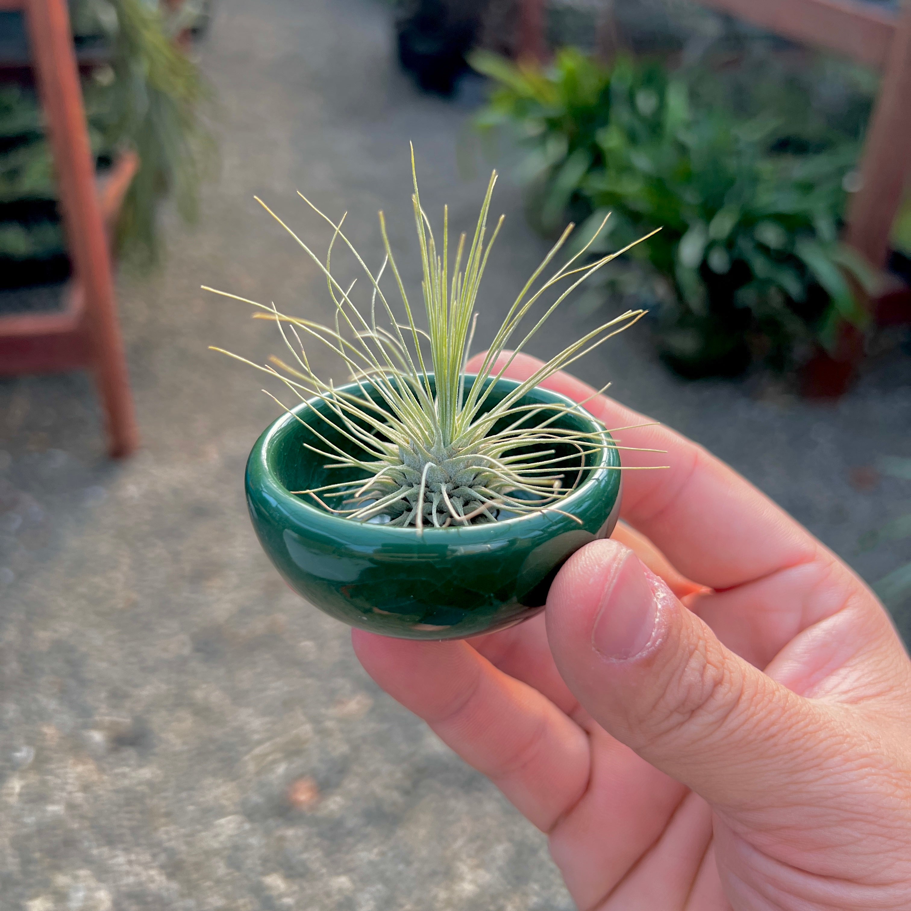 Ice Glazed Ceramic Mini Air Plant Holder