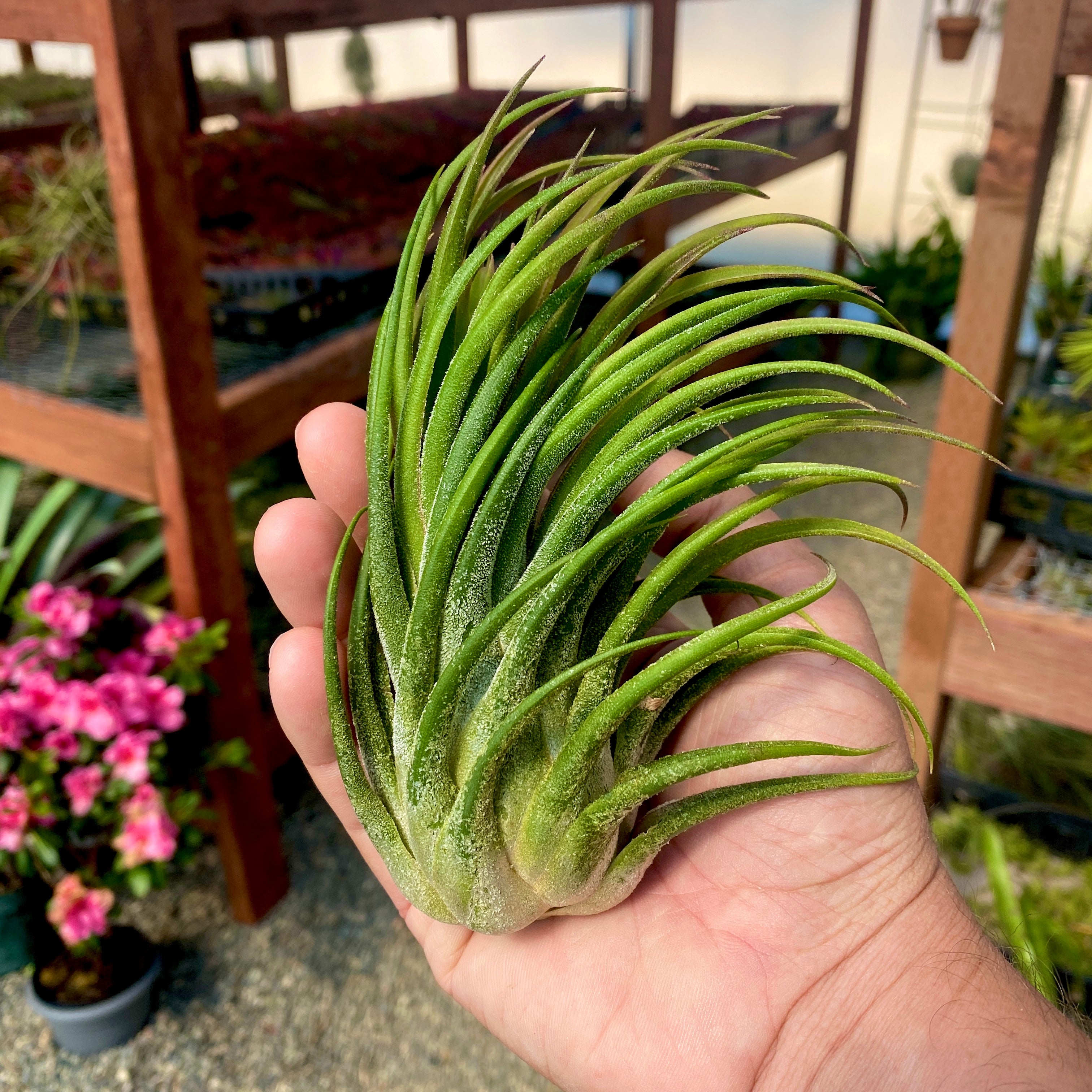 Tillandsia Ionantha Rubra x Seleriana Rare Air Plant Hybrid With Red Blush Terrarium Plant