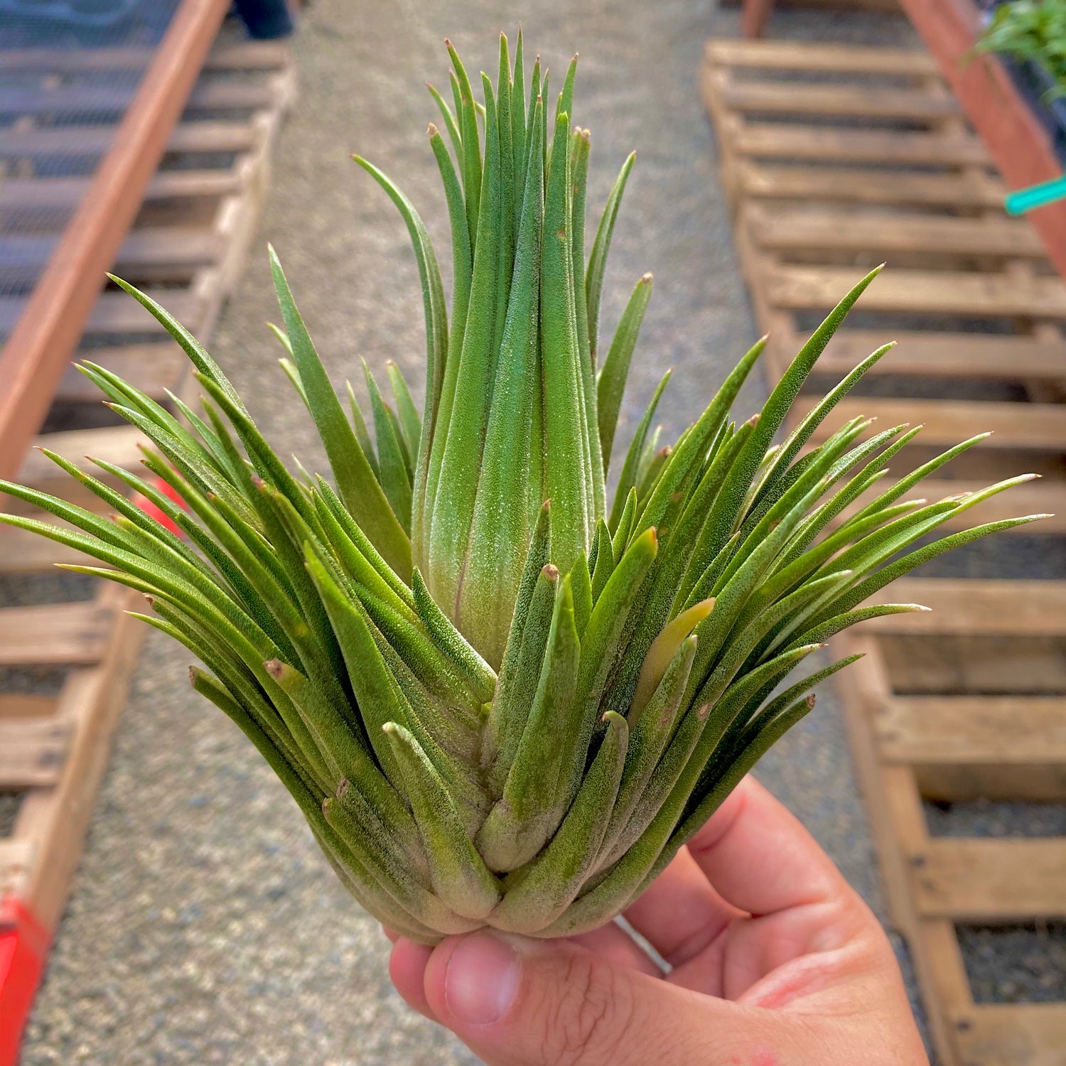 Melrose International Air Plant Succulent Pick (Set of 6)