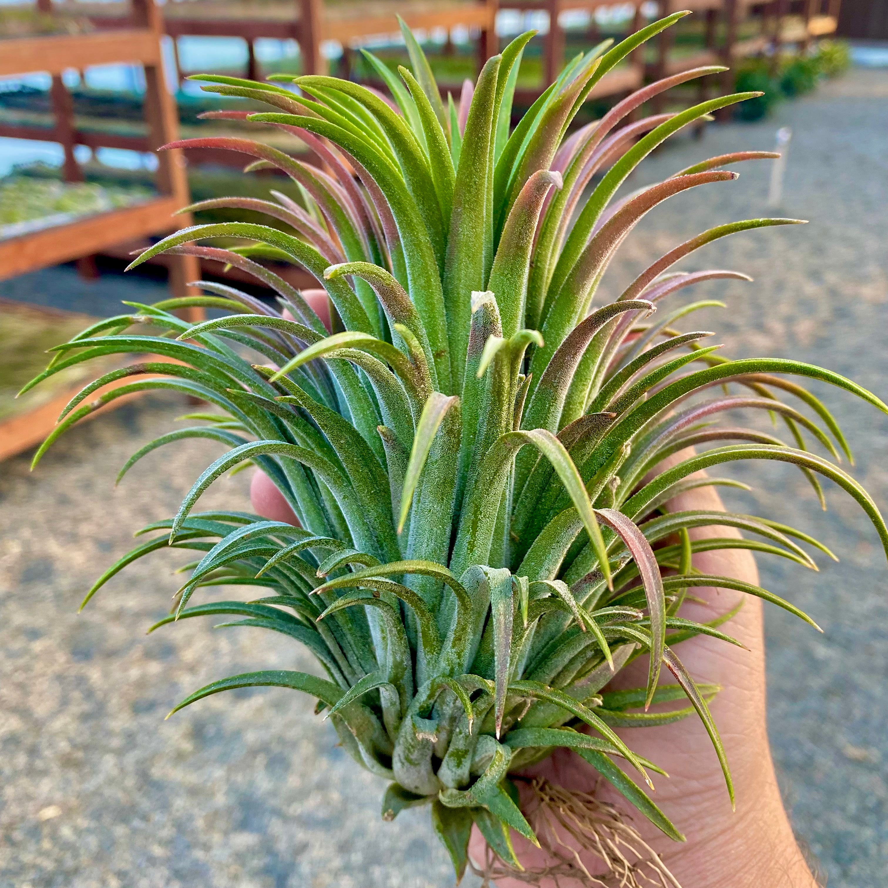 Ionantha Curly Giant XL Selections