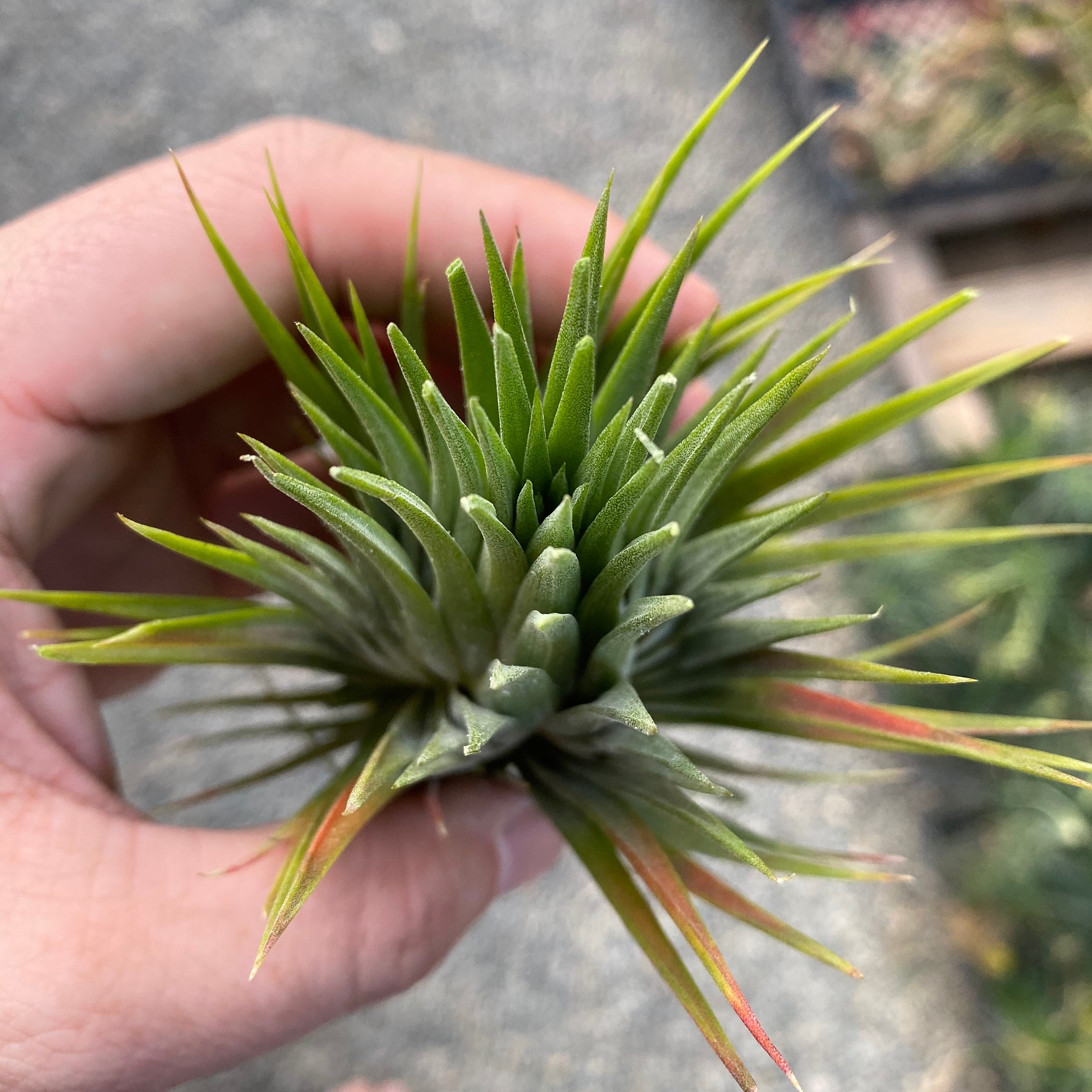 Ionantha Fan Form