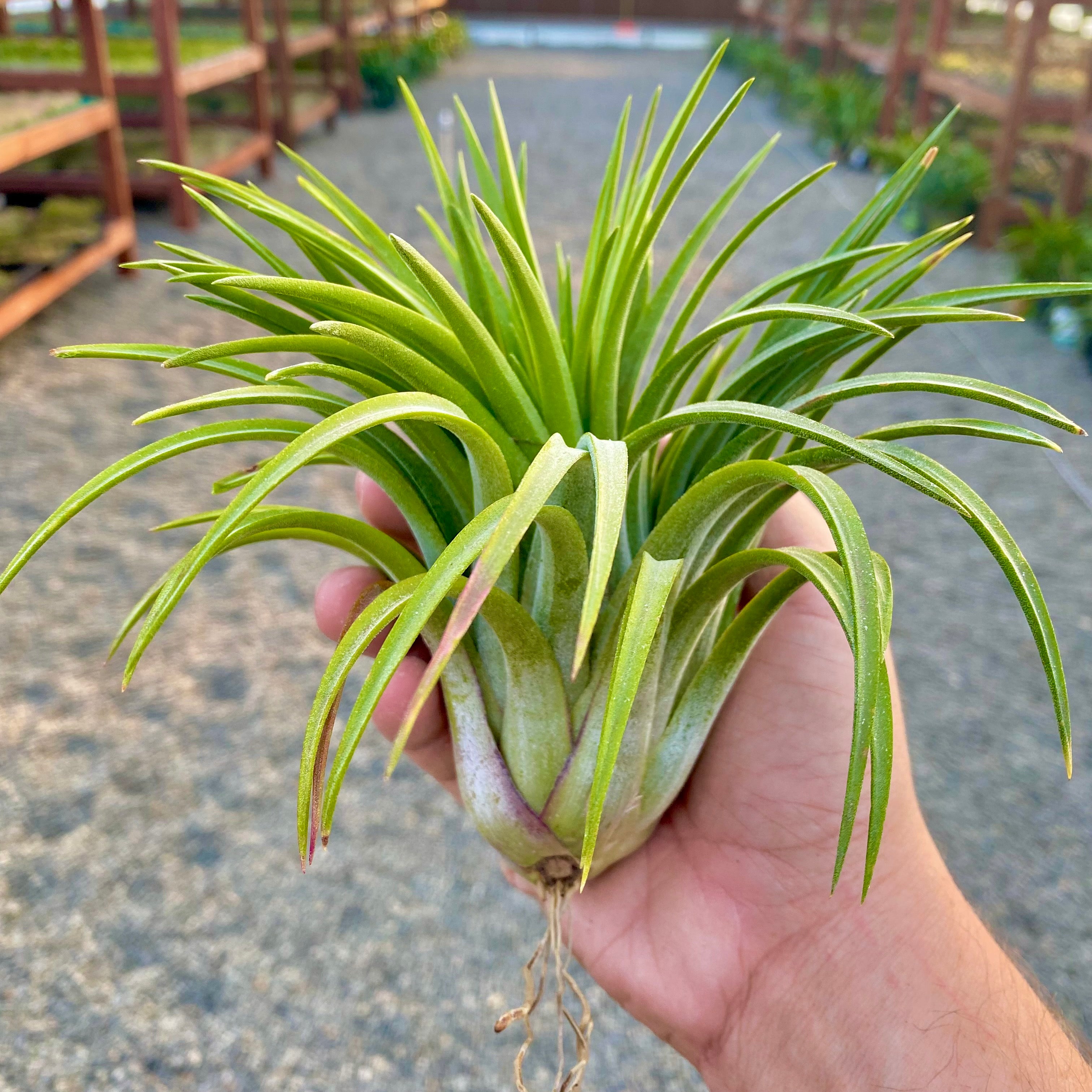 ionantha maxima giant *SALE!!!!*