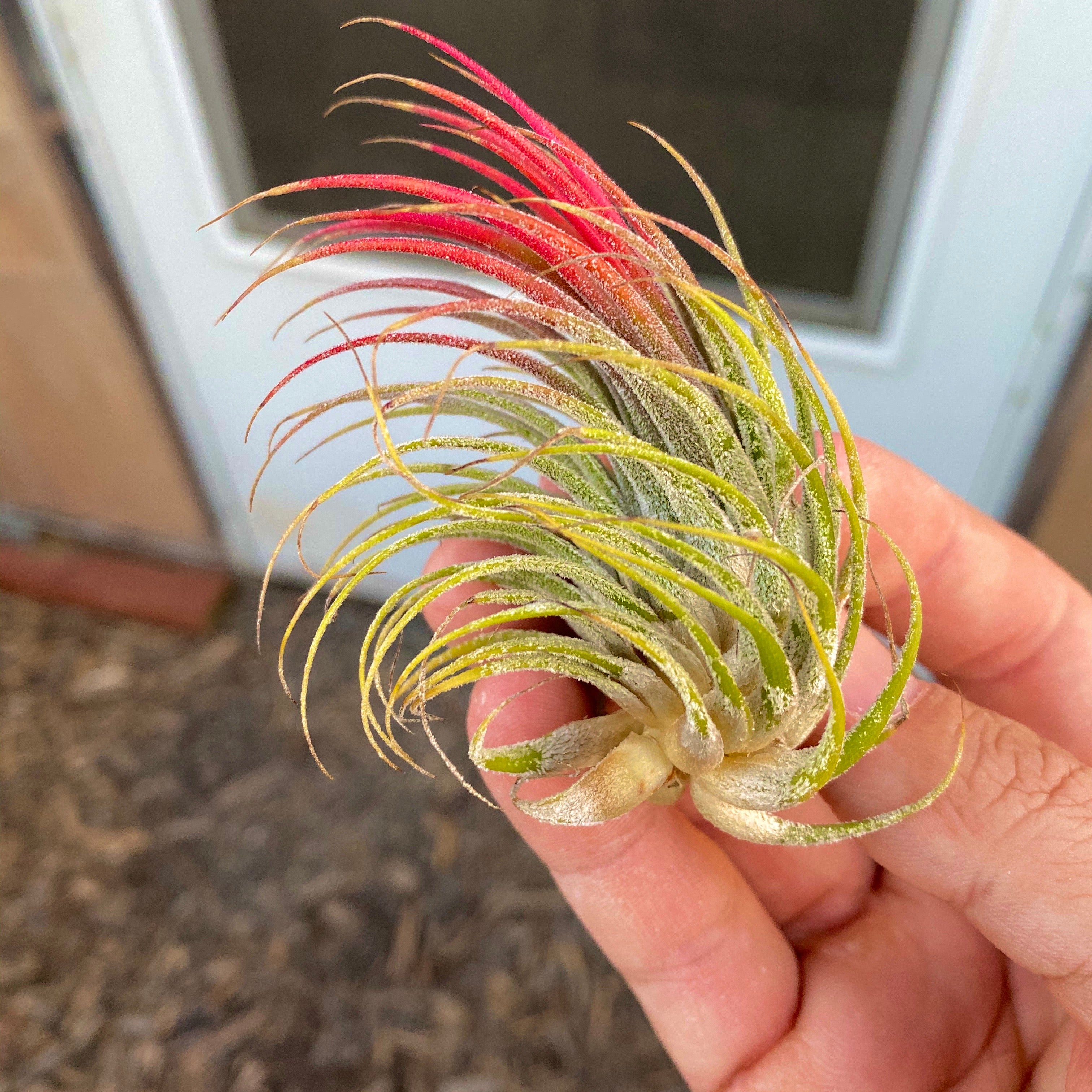 B Quality Ionantha Variety 3 Pack <br> ($0.75 Per Plant)