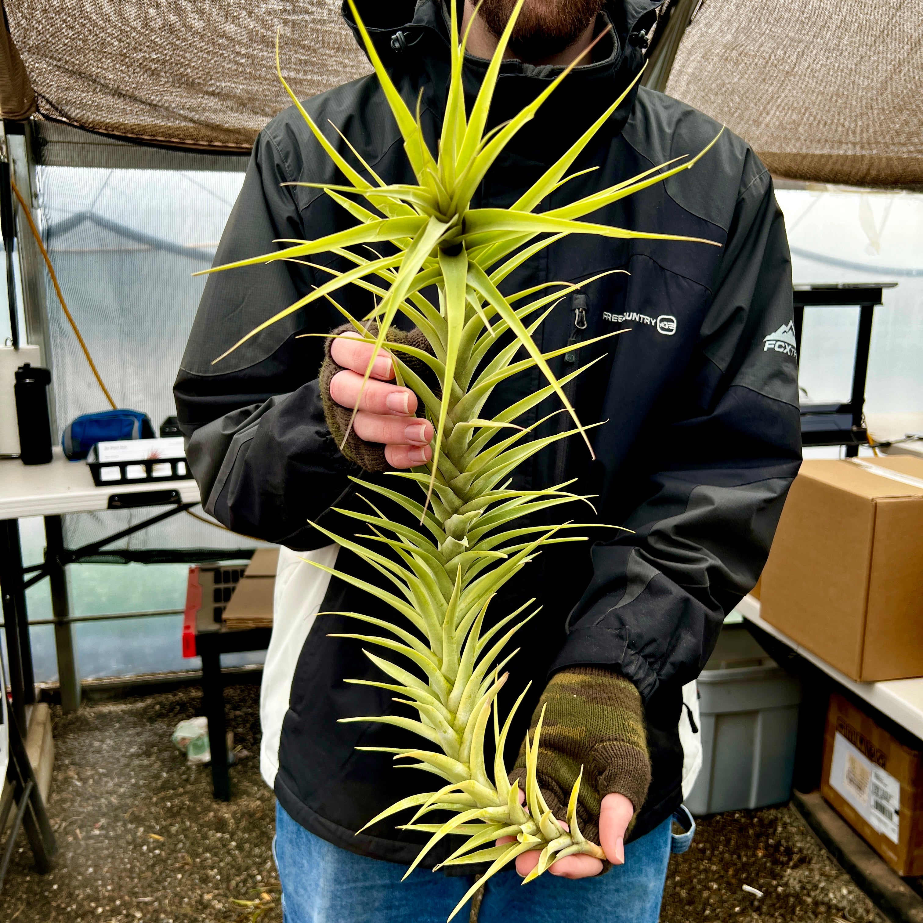 Latifolia Caulescent Tillandsia Giant Air Plant For Sale Rare