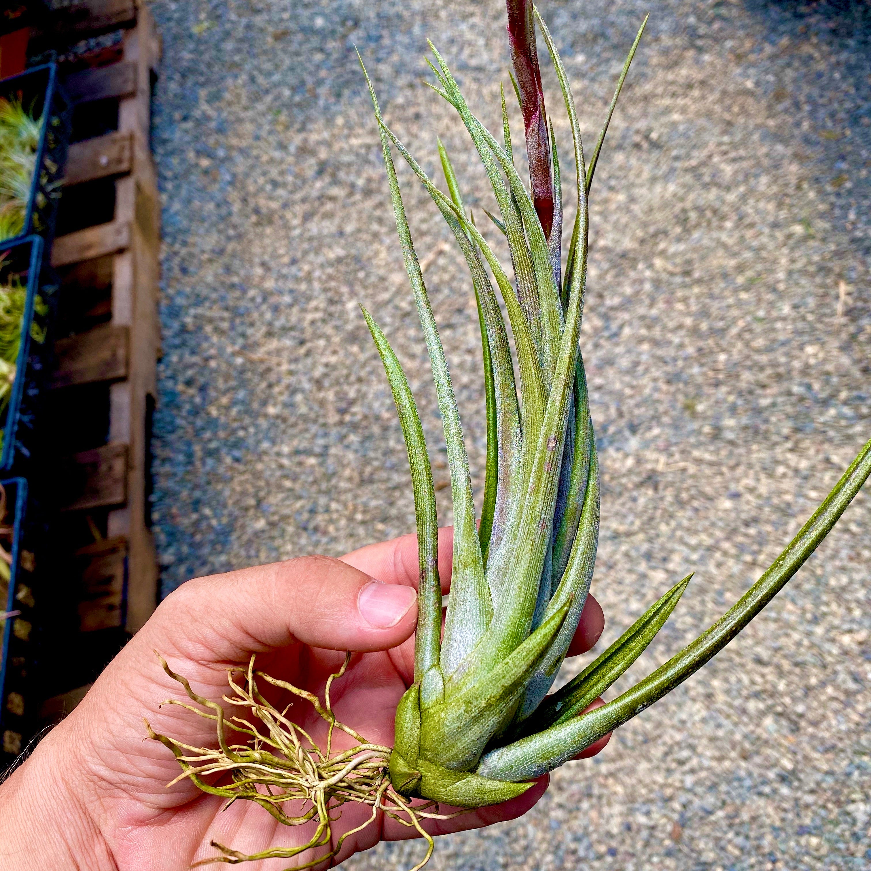 Tillandsia Weberi Rare Spiky Hard Leaf Air Plant