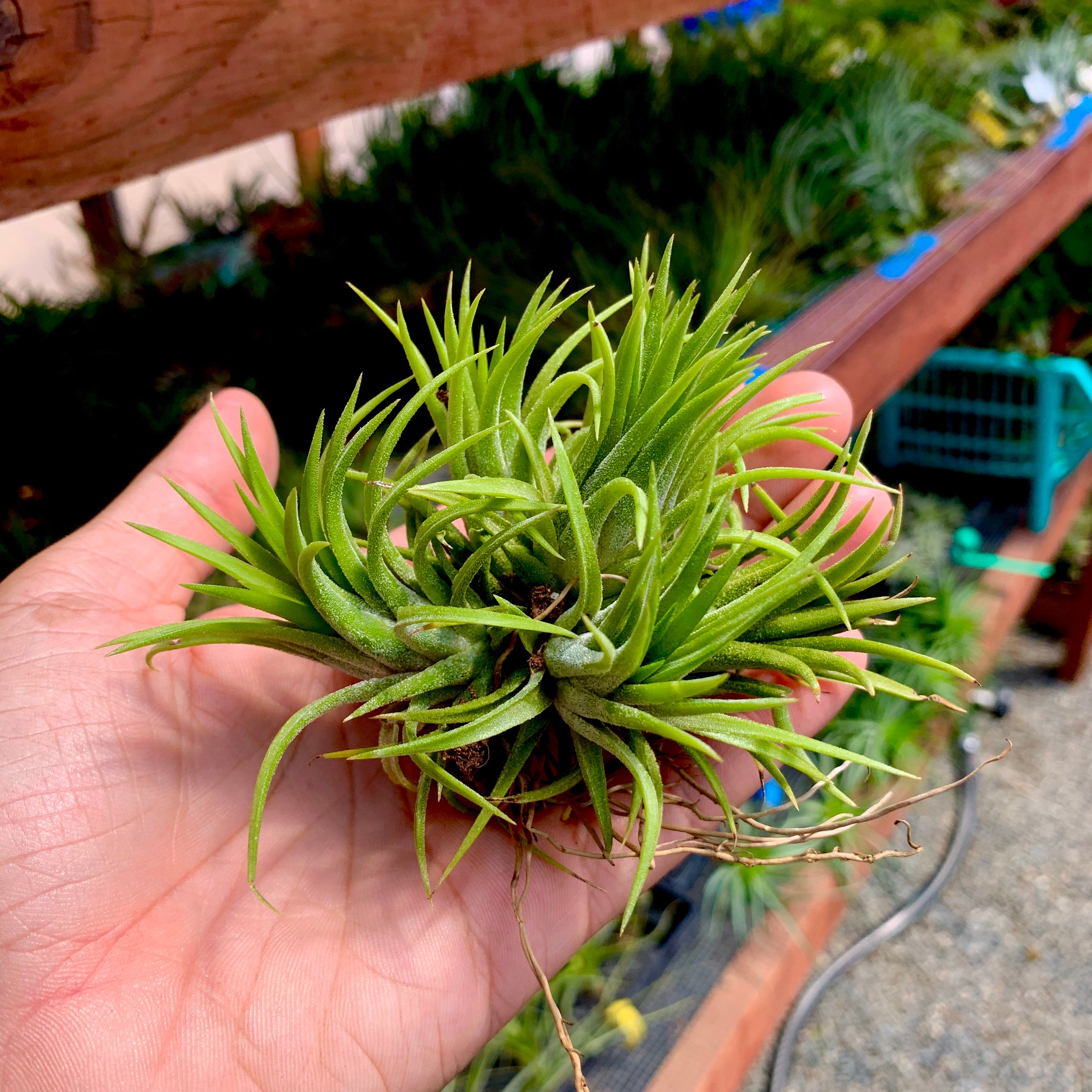 Tillandsia Ionantha Air Plant Clumps In Hand