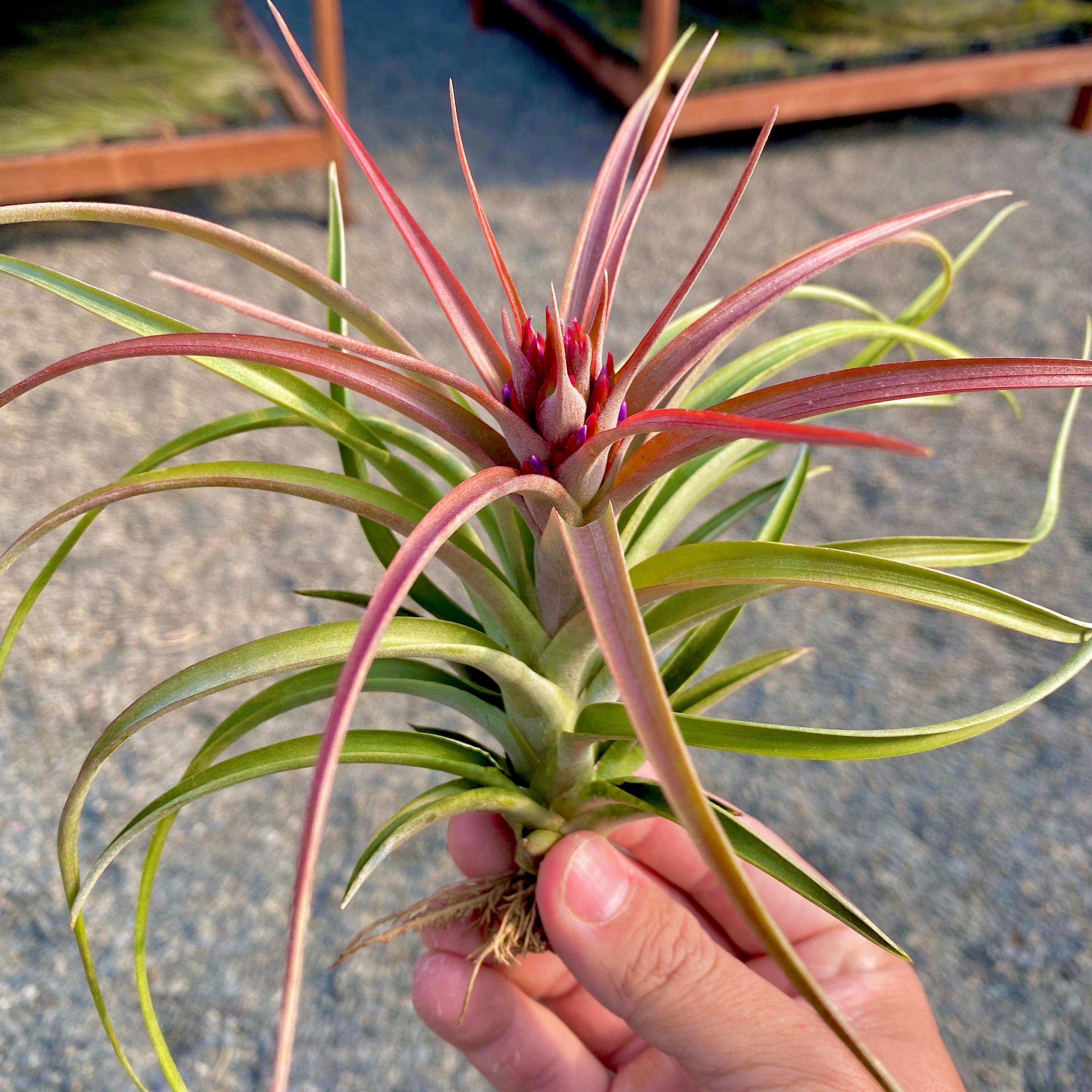 Sparkler <br> (Brachycaulos x Concolor)