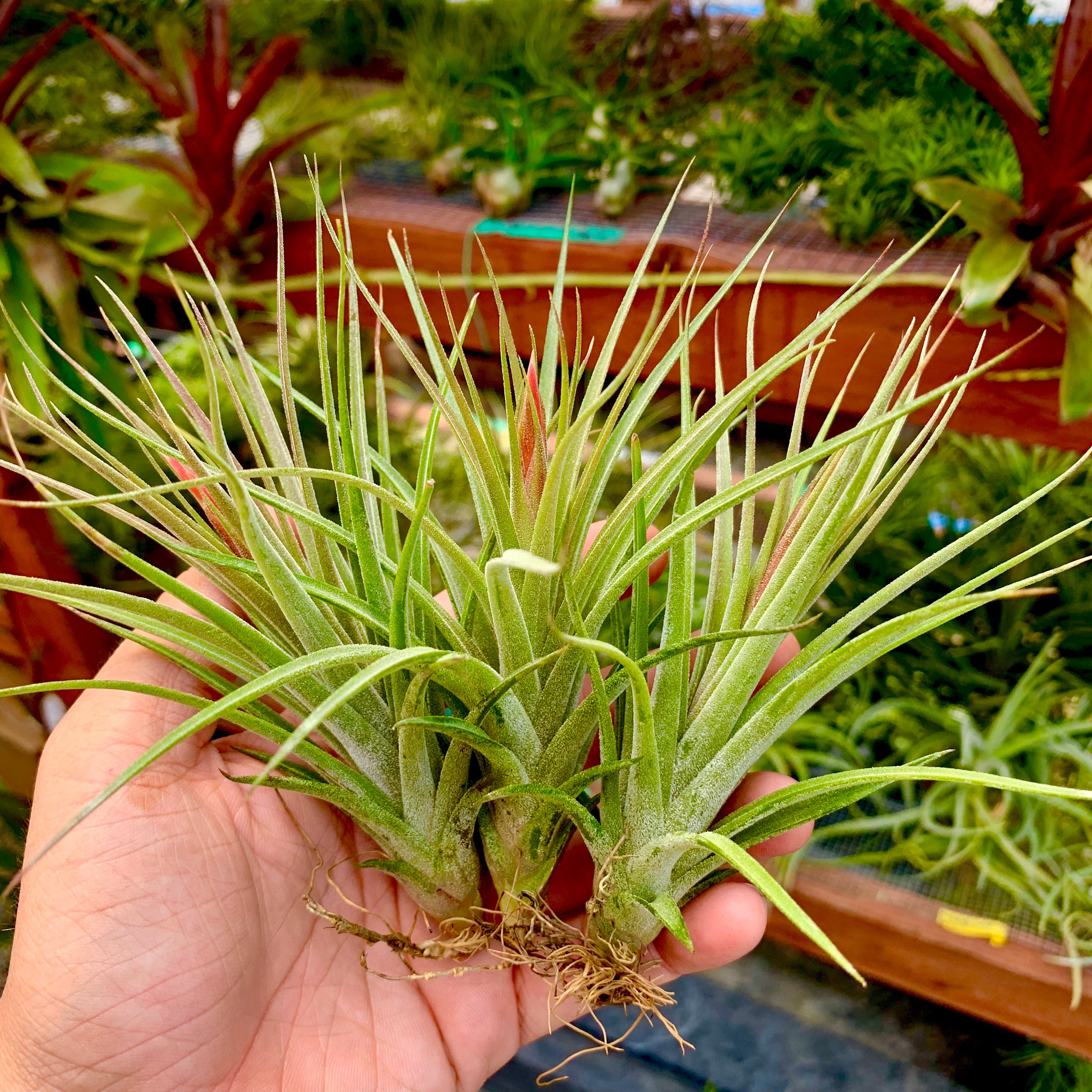 Tillandsia Rectifolia Air Plant Ionantha Hybrid