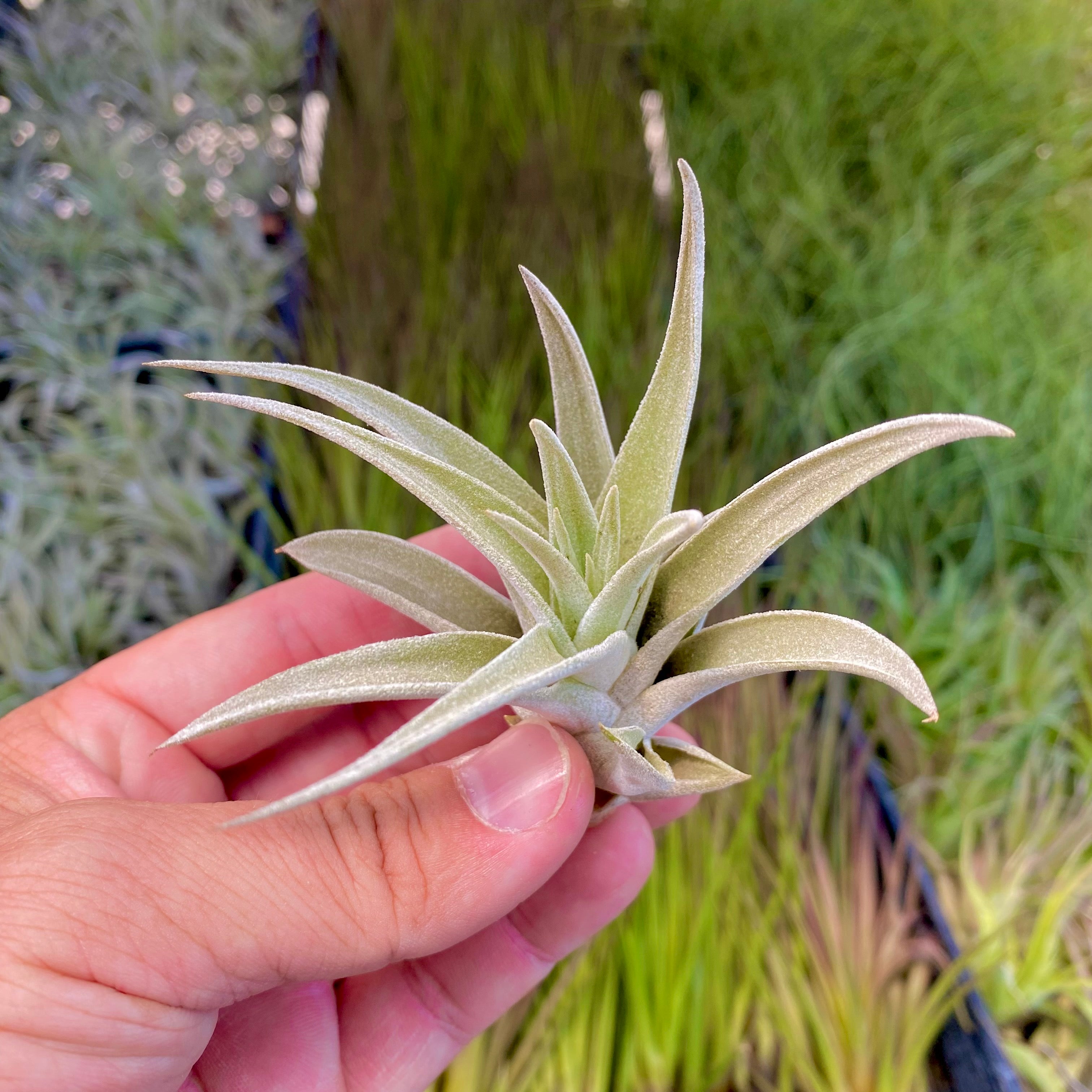 Harrisii Easy Care Air Plant Beginner Friendly Tillandsia Great For Weddings