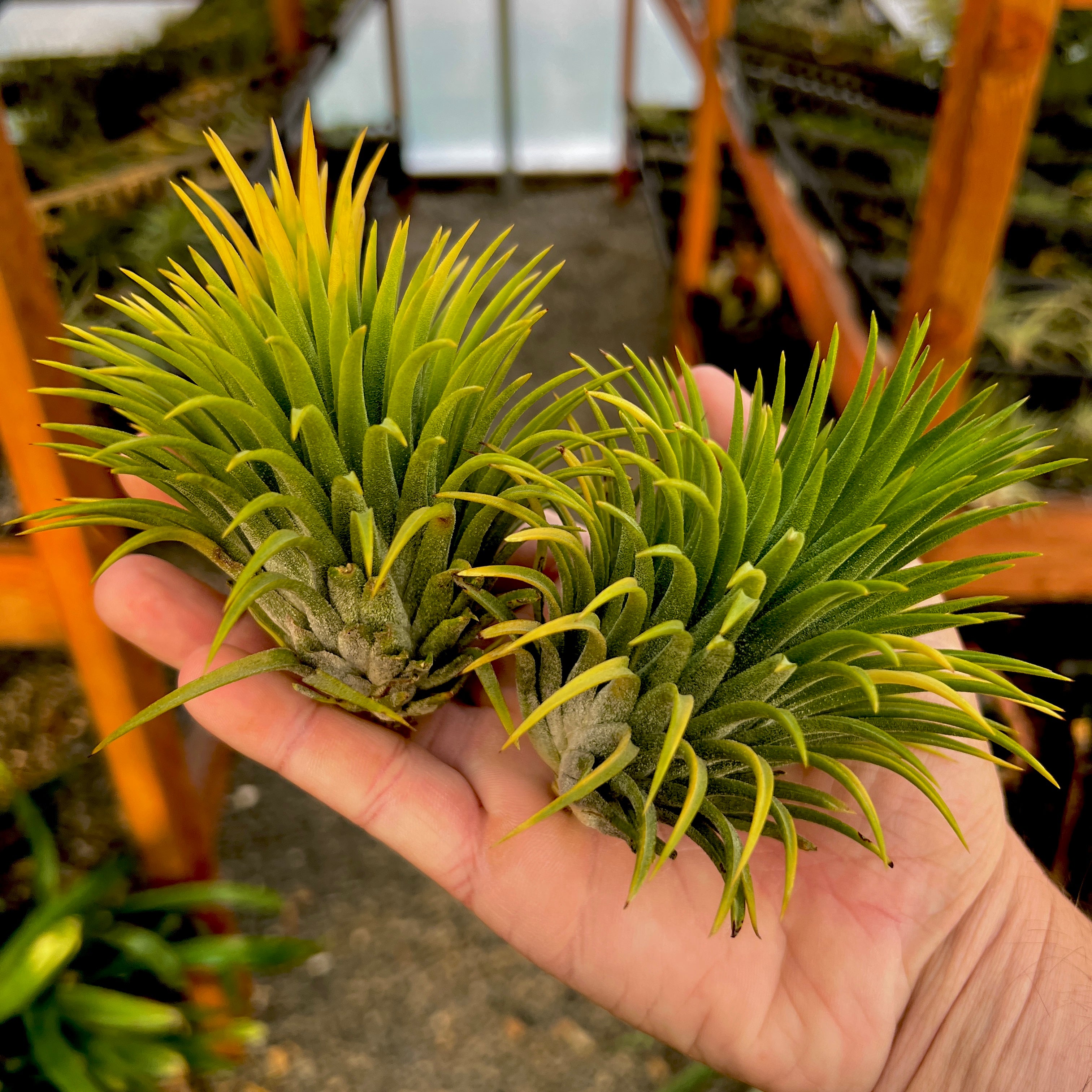 Ionantha Sumo White <br> (Currently Green)