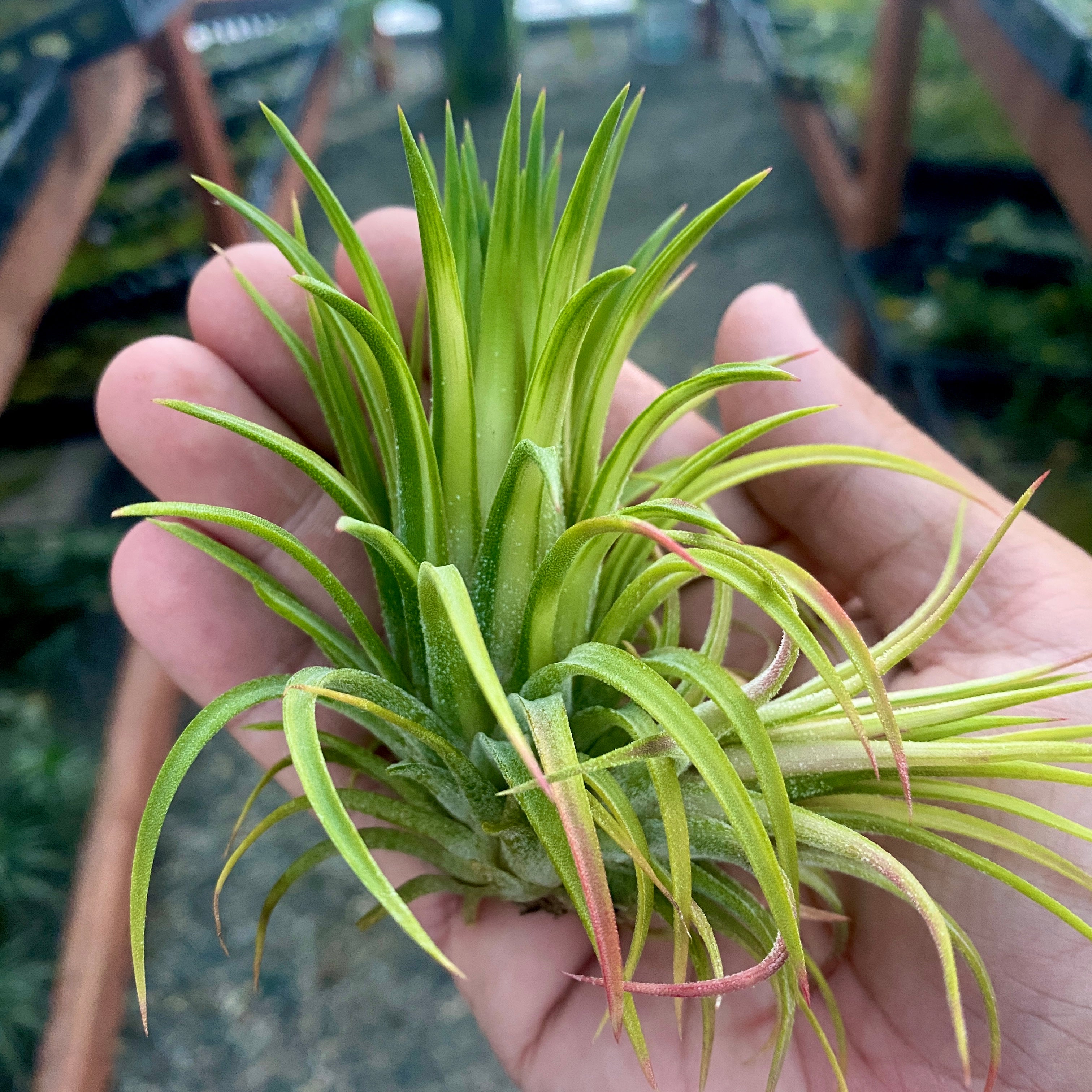 Ionantha Variegata <br> Rare Ionantha Form *SALE!*