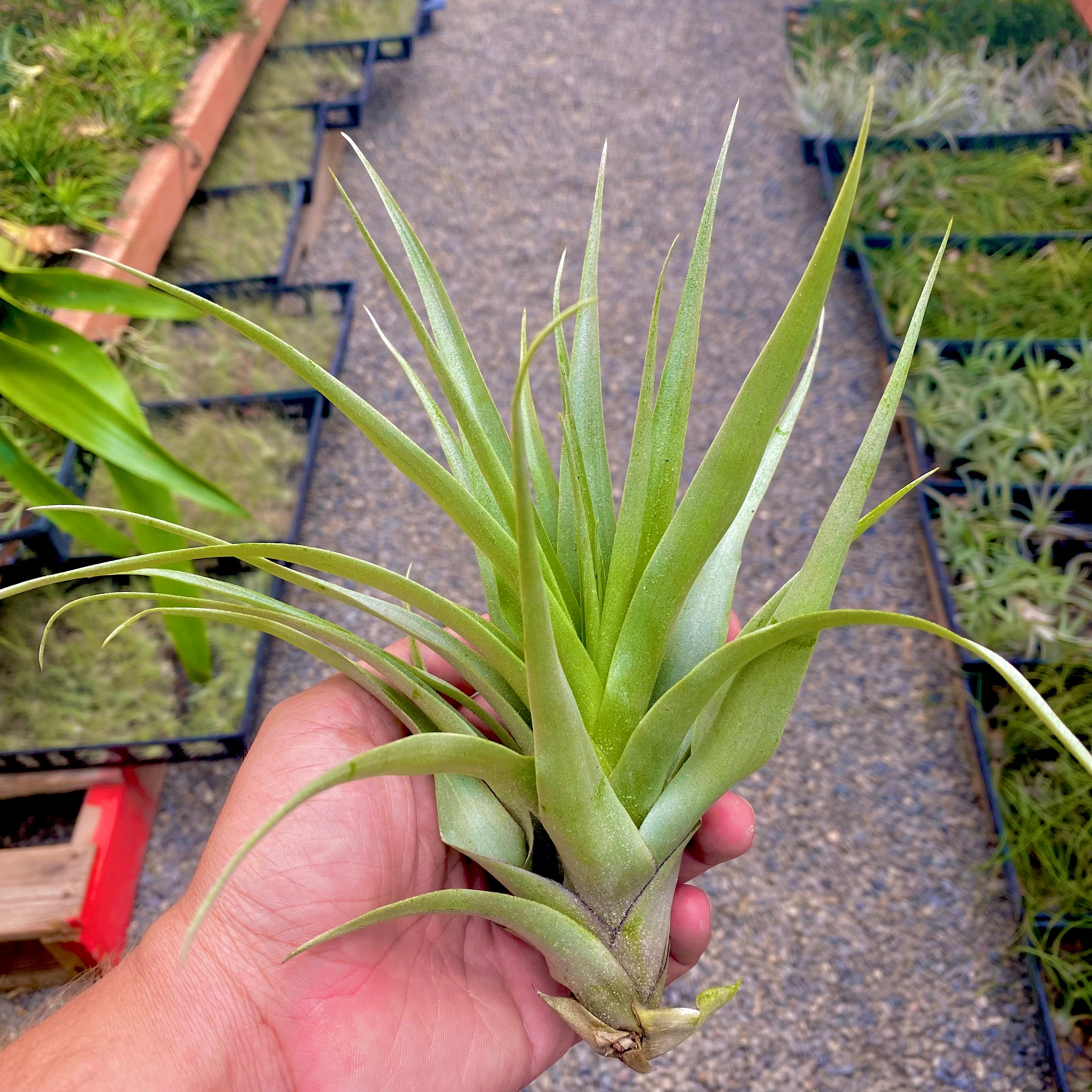 Tillandsia Secunda Air Plant Prolific Pupper Offsets 